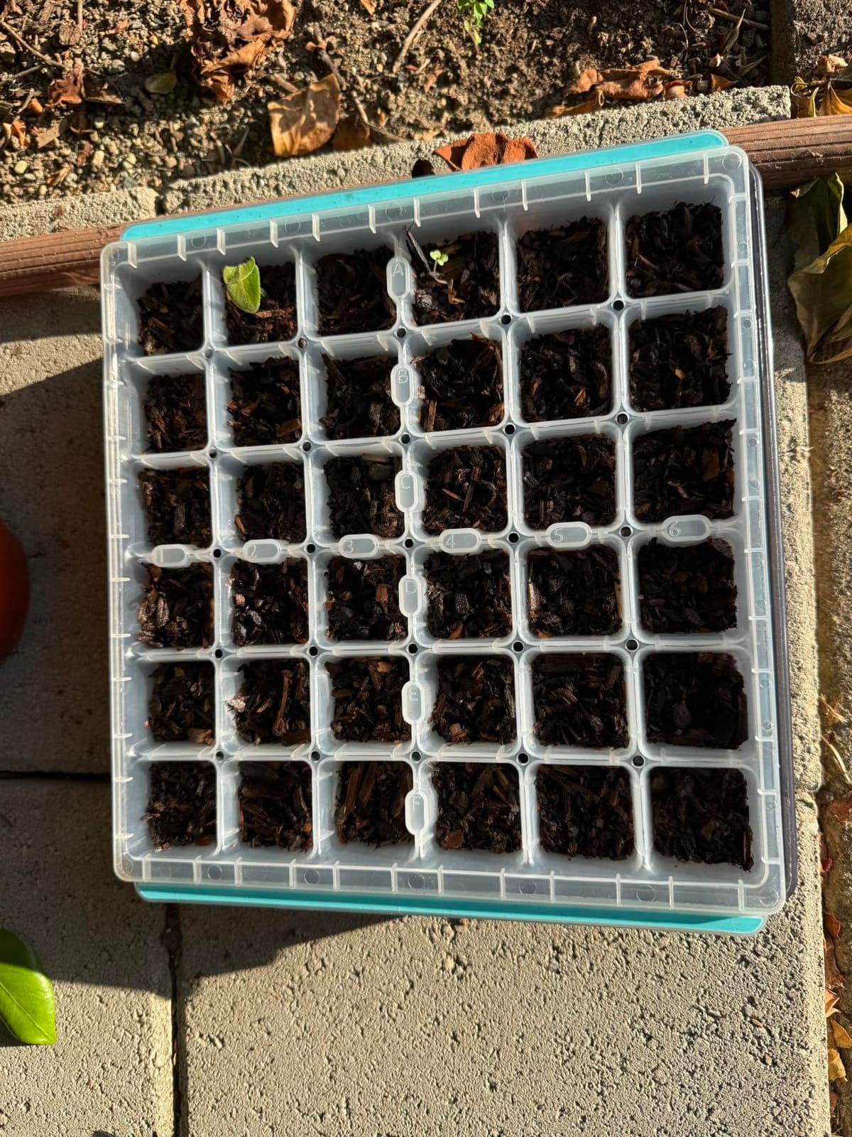Burpee SuperSeed 36-Cell Reusable Seed Starting Tray for Indoor Seedlings | Flexible silicone cells pop out seedlings for easy transplanting. Ideal for starting vegetable, flower and herb seeds indoor. customer photo 1