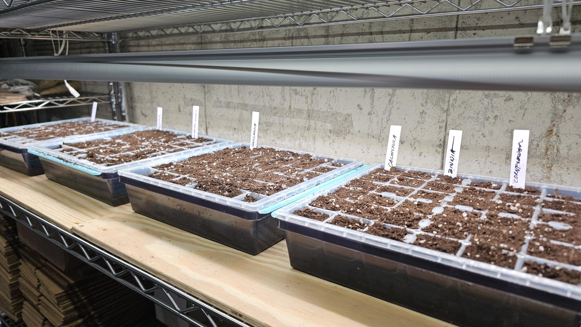 Burpee SuperSeed 36-Cell Reusable Seed Starting Tray for Indoor Seedlings | Flexible silicone cells pop out seedlings for easy transplanting. Ideal for starting vegetable, flower and herb seeds indoor. customer photo 2