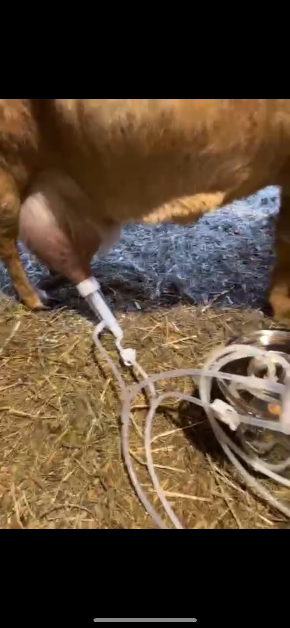 3L Goat Milking Machine,Pulsation Vacuum Electric Milker(Plug-in) customer photo 1