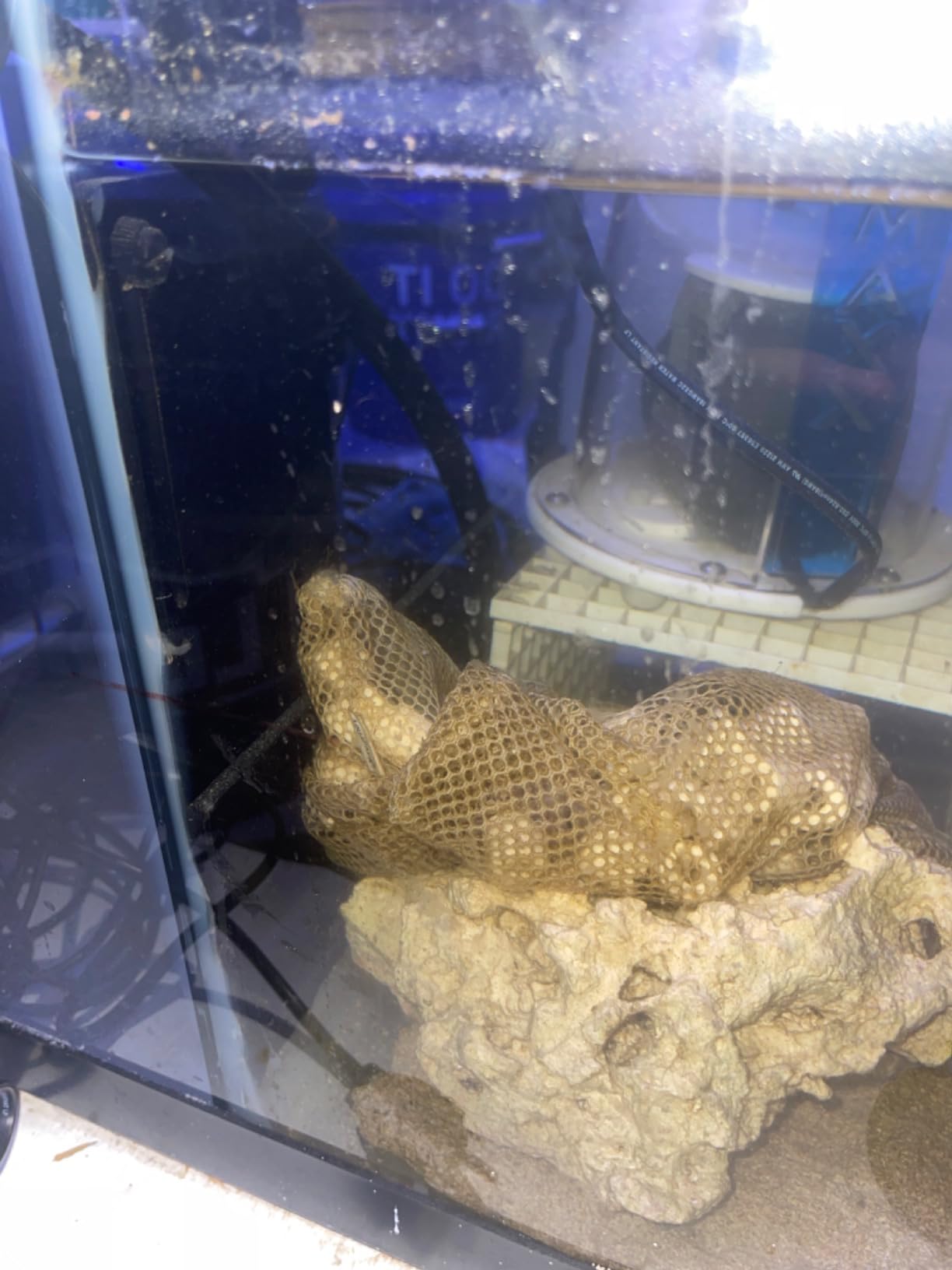 LYL LEYOULAND Adjustable Sump Baffle Kit - Refugium Kit for 20 Gallon Long Tank - Reef Aquarium - Saltwater Aquarium Filter System- Protein Skimmer Sump customer photo 2