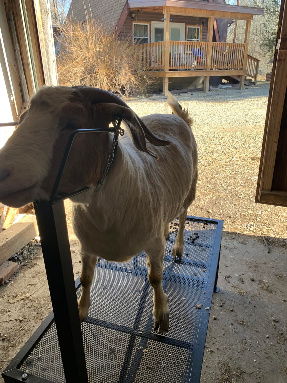 Goat Milking Stand 600Lbs Goat Stand Sheep Stand for Trimming Metal Livestock Stand with Adjustable Headpiece Goat Shearing Livestock Stand Height Adjustable, Black customer photo 1