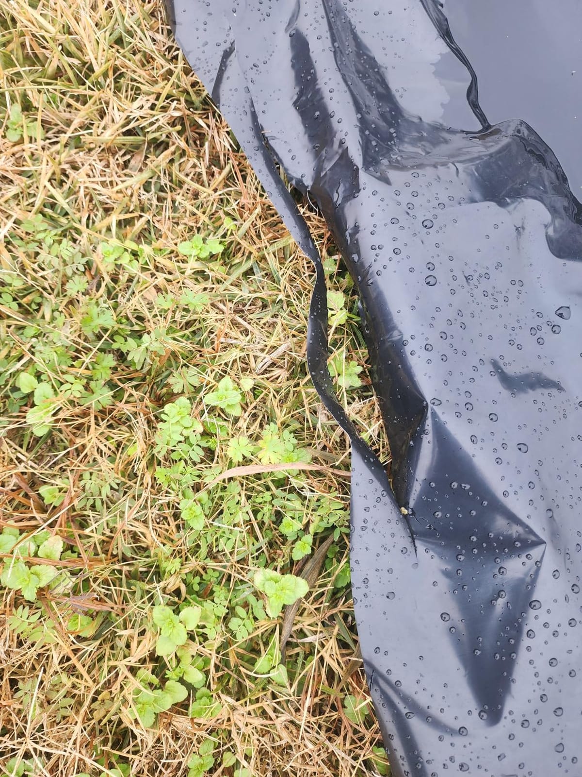Farm Plastic Supply - Silage Tarp Black/White Plastic Sheeting - 5 Mil (30' x 30') - Heavy Duty Polyethylene Plastic Tarp for Silage Cover, Bunker Cover for Farming, Agriculture, Ground Covering customer photo 1