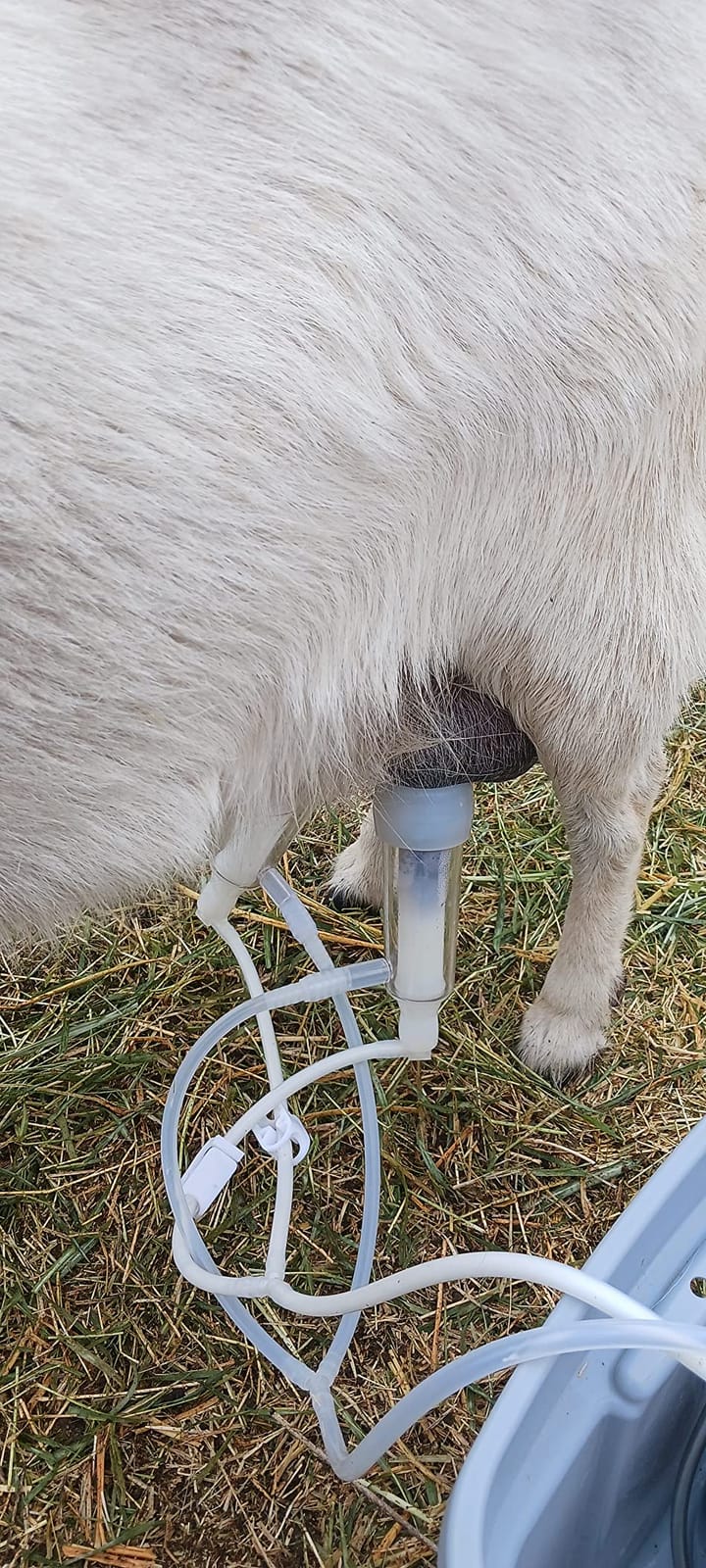 3L Goat Rechargeable Battery Milking Machine with 2 Teat Cups,Steel Buckets for Goats customer photo 1
