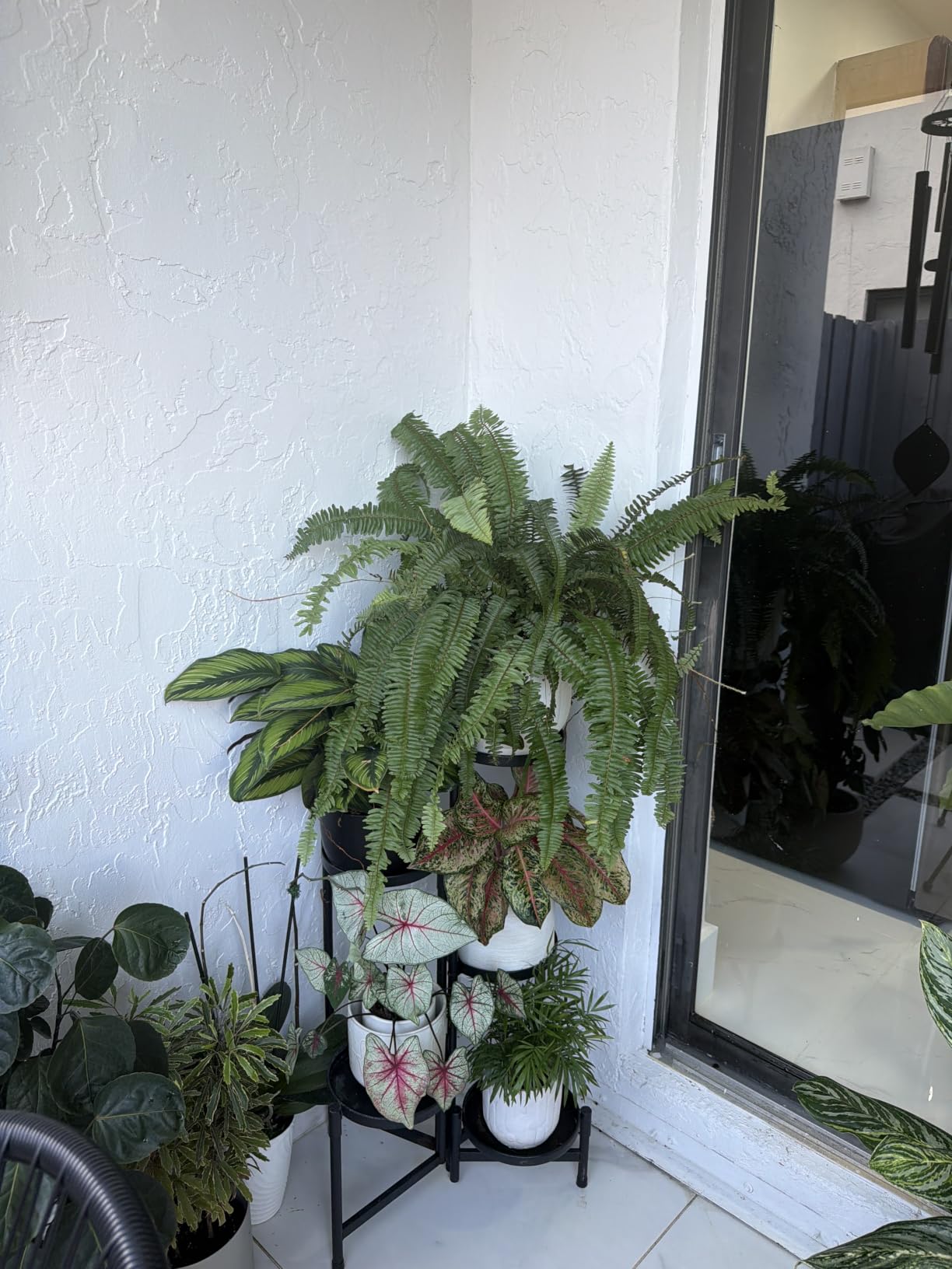 iDavosic.ly Plant Stand Indoor Outdoor, 5 Tier Corner Metal Flower Display Holder Shelf, Folding Tall Orchid Rack for Patio Balcony Porch Garden Living Room House, Black customer photo 1