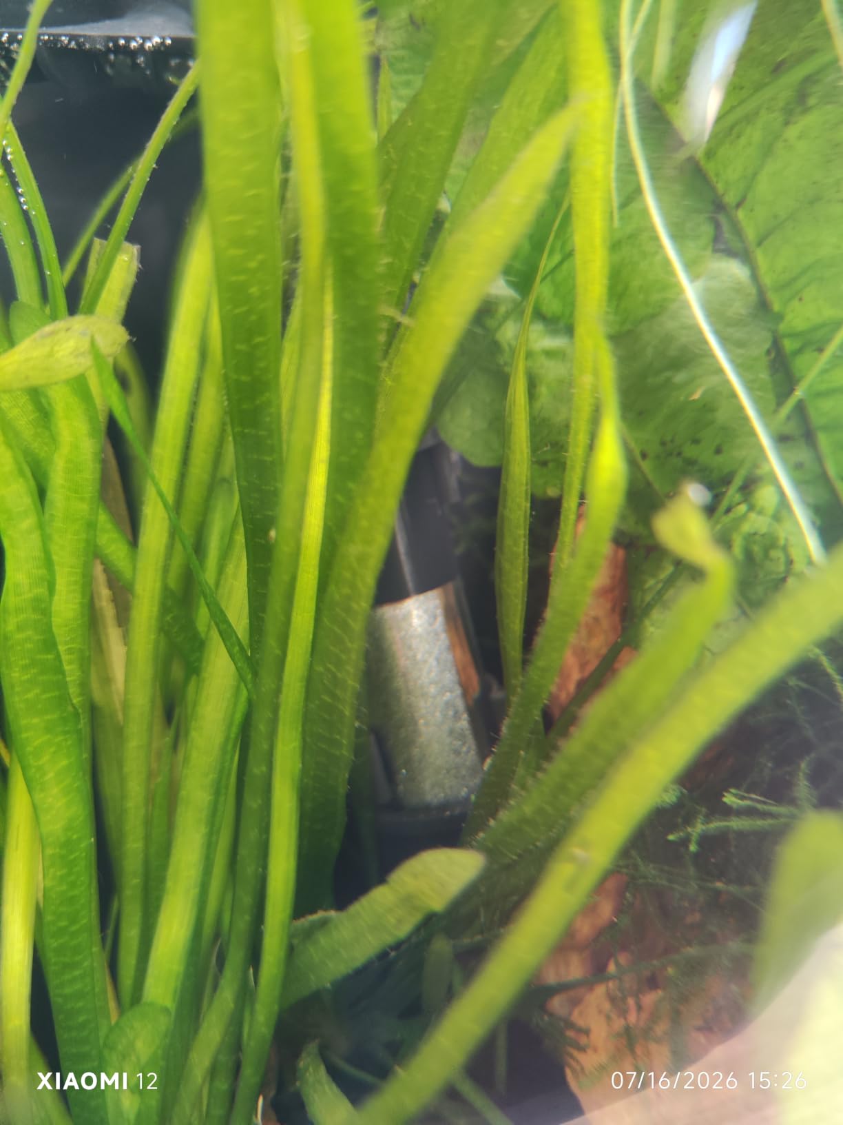 hygger Small Aquarium Betta Heater, Submersible Fish Tank Heater 10W/25W/50W/100W with LED Digital Display, Suitable for Marine Saltwater and Freshwater up to 5/10/16/26 Gallon customer photo 2