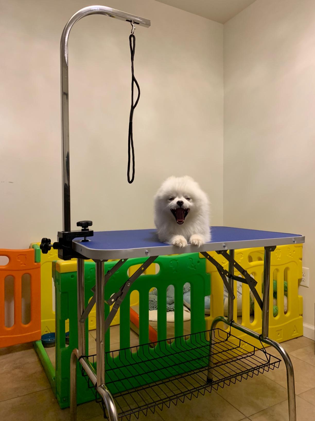 LEIBOU 45'' Professional Foldable Heavy Duty Dog Pet Grooming Table with H-Shape Arm & Noose, Maximum Capacity Up to 260lbs, Black customer photo 2