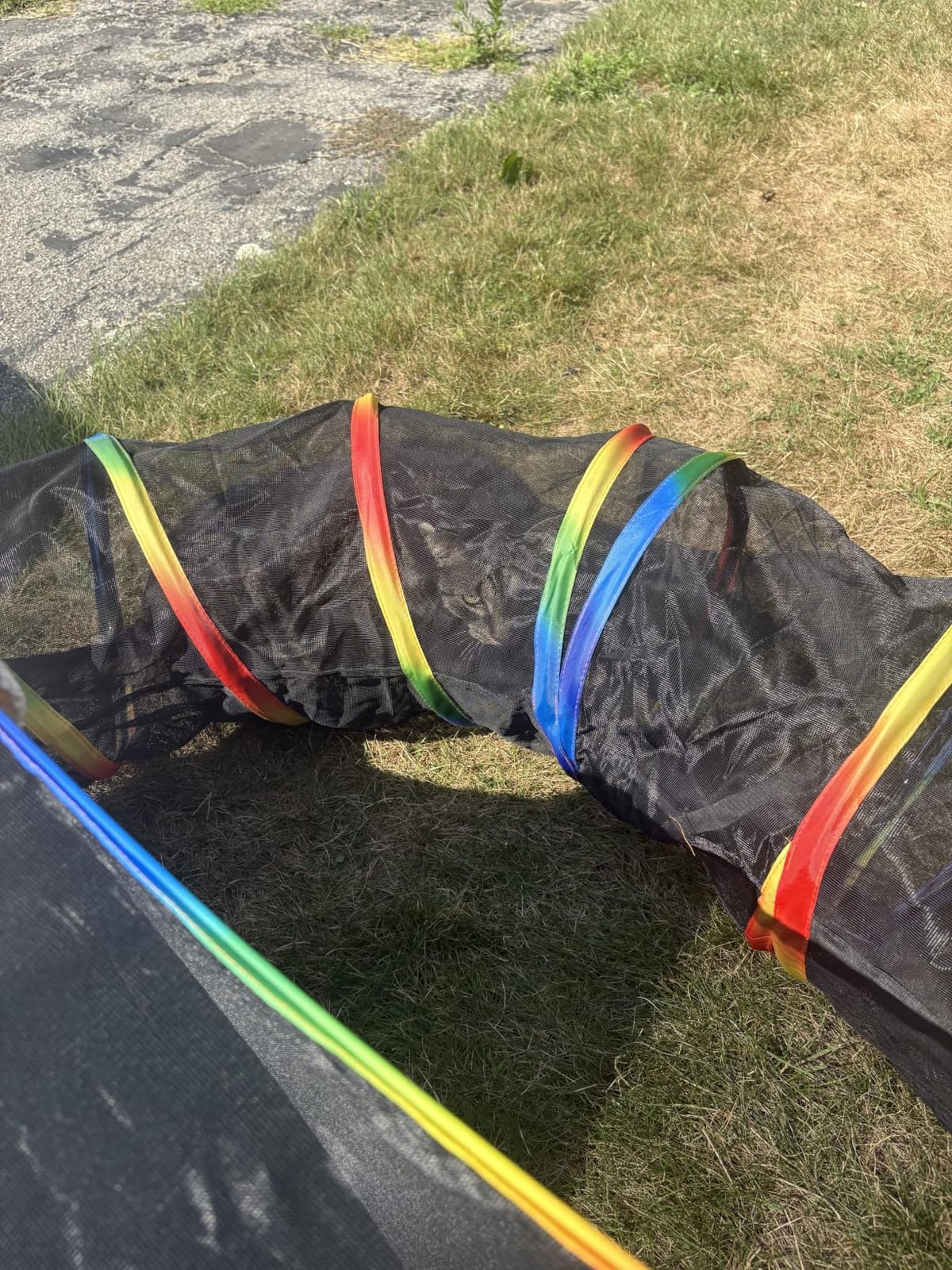 Portable Cat Enclosure - 2-in-1 Outdoor Catio with Tent & Tunnel, Foldable Playpen for Indoor Cats, Includes Storage Bag for Cats & Small Animals Rainbow Color customer photo 1