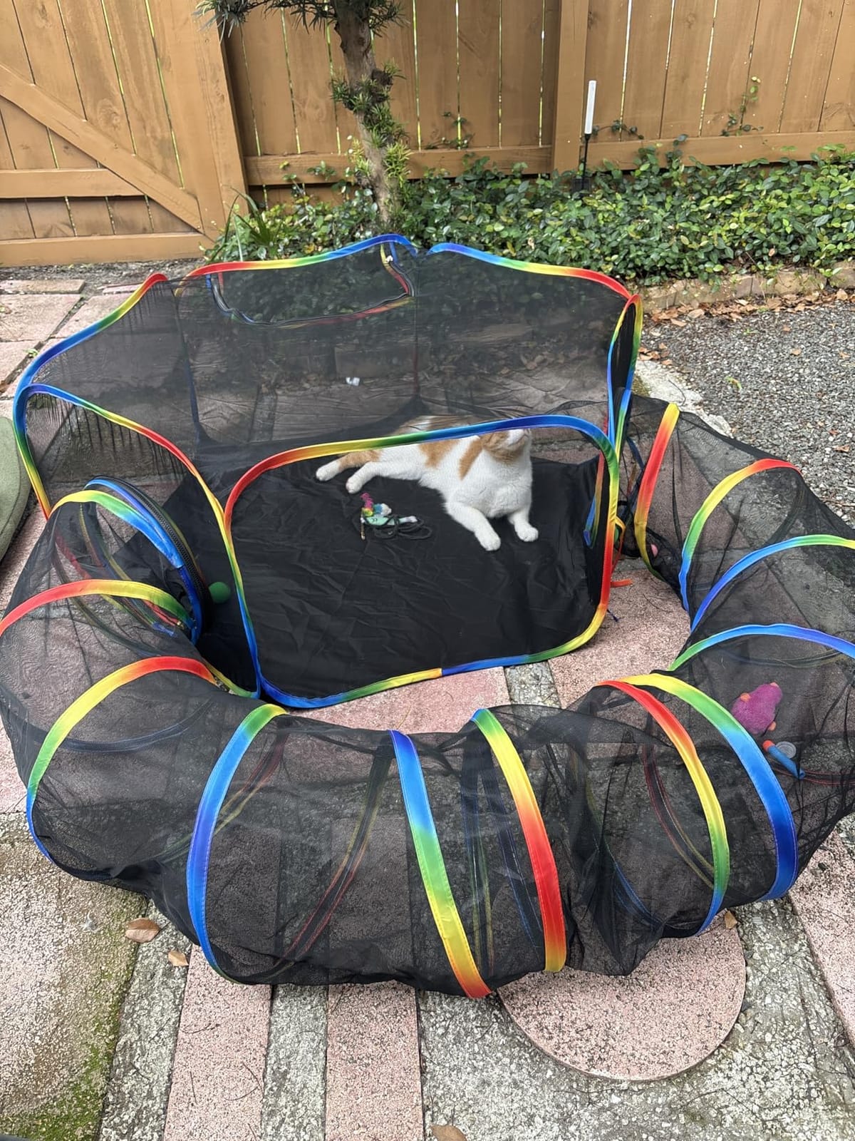 Portable Cat Enclosure - 2-in-1 Outdoor Catio with Tent & Tunnel, Foldable Playpen for Indoor Cats, Includes Storage Bag for Cats & Small Animals Rainbow Color customer photo 2
