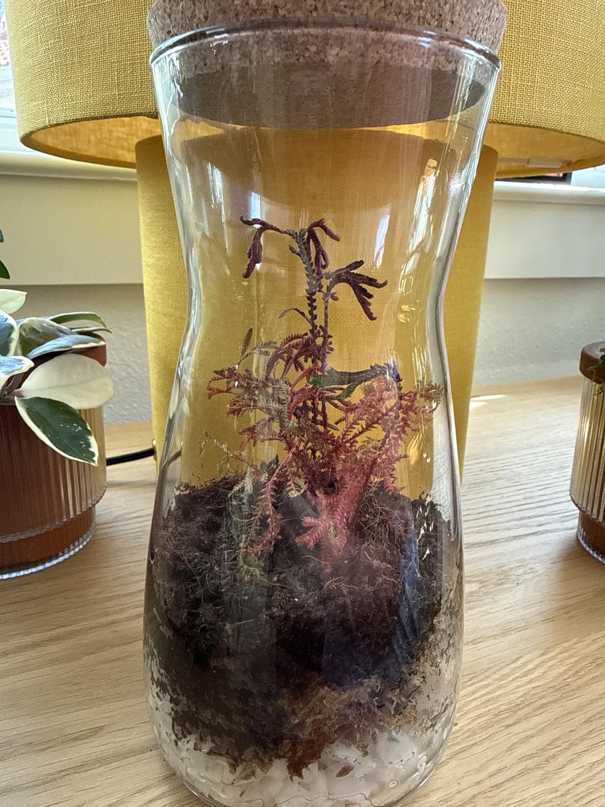 Terrarium Kit for Plants DIY | Starter Pack - Closed Ecosystem - 34 fl oz Glass - Succulents, Air Plants, Bonsai, Indoor Plants - (Plants Not Included) customer photo 2