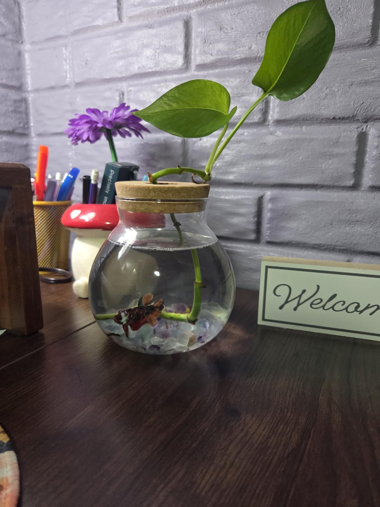 Small Betta Fish Tank Glass Fish Bowls for Betta Fish Goldfish, Aquaponic Fish Tank and Plants Cuttings Planter Terrarium Desktop Decorations Gifts customer photo 2