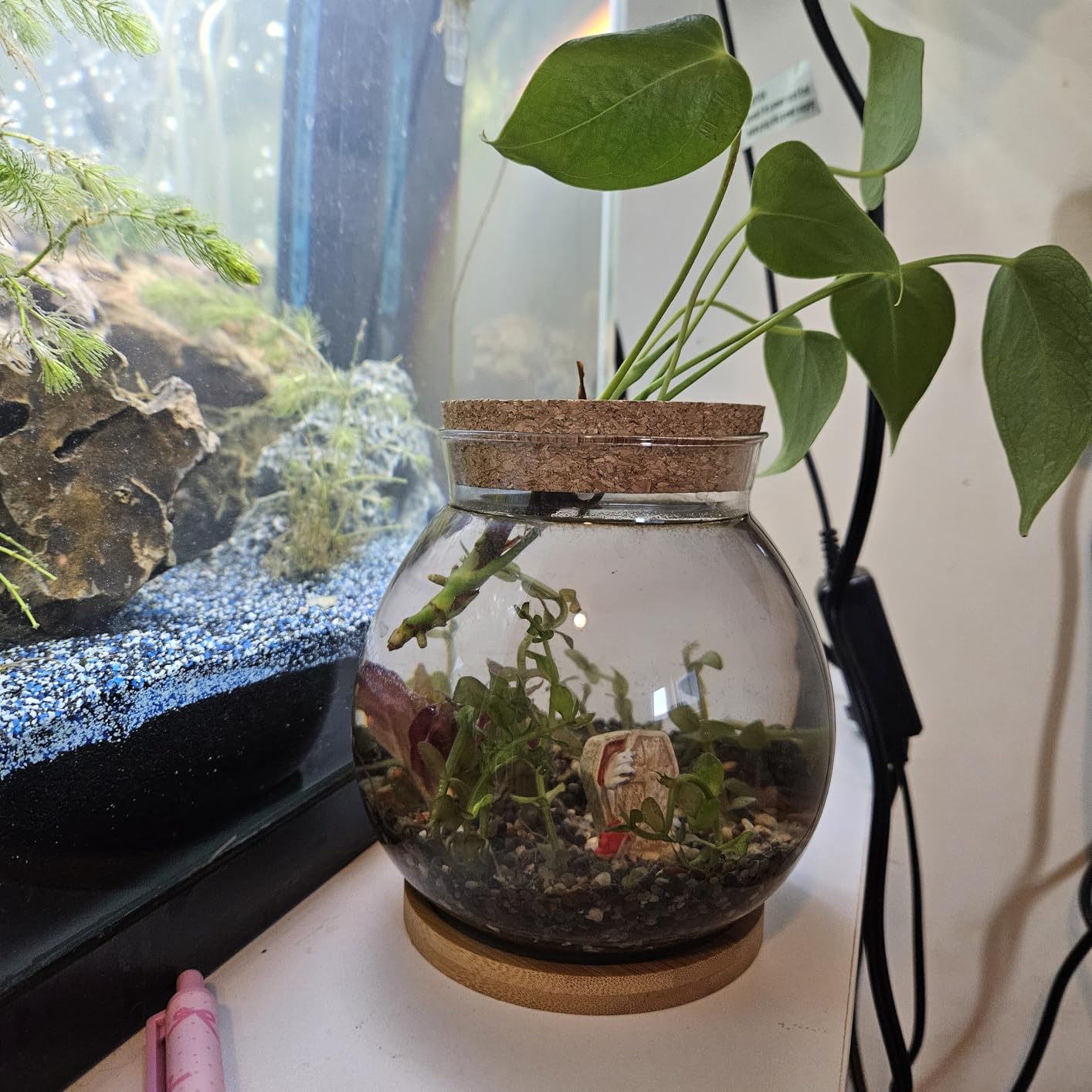 Balacoo Desktop Hydroponic Fish Bowl - Clear Glass Small Fish Tank | Betta Fish Plants Terrarium with Bamboo Cushion & Wood Lid - for Hydroponic Plants, Home and Office Desktop Decoration customer photo 1