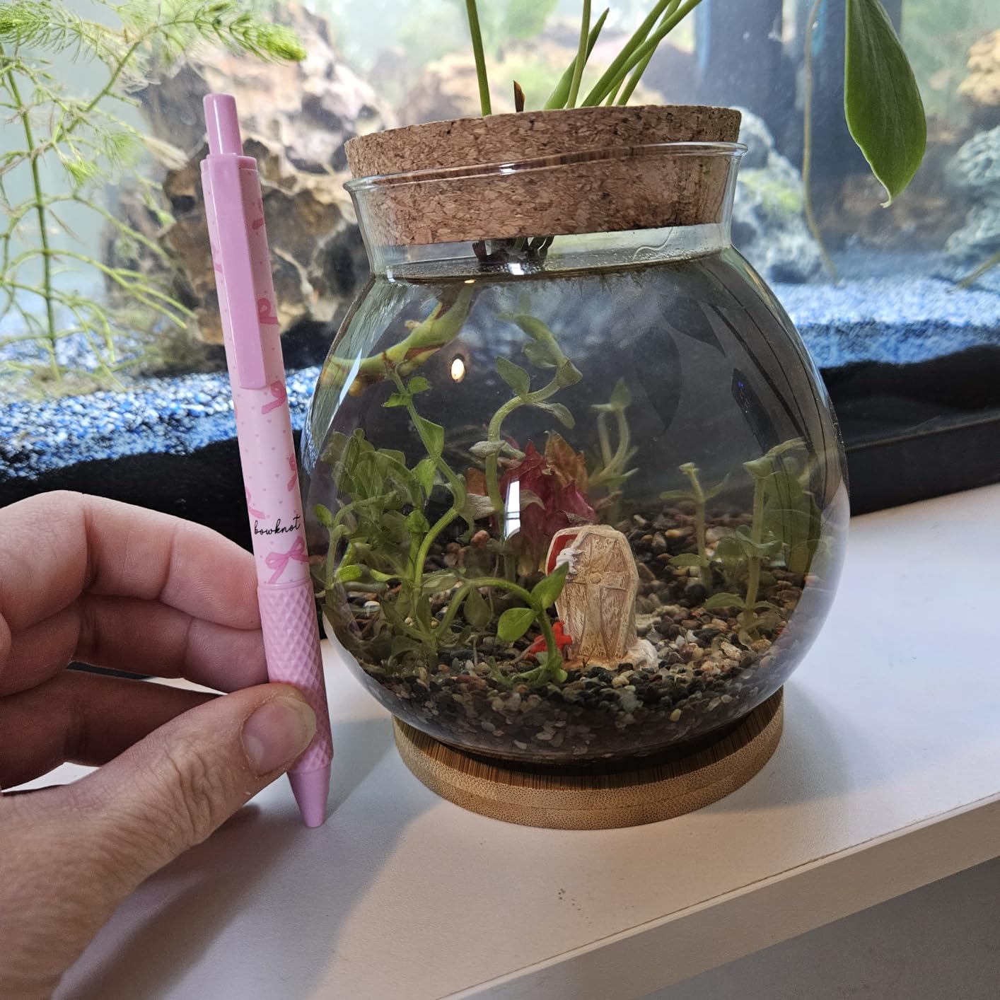Balacoo Desktop Hydroponic Fish Bowl - Clear Glass Small Fish Tank | Betta Fish Plants Terrarium with Bamboo Cushion & Wood Lid - for Hydroponic Plants, Home and Office Desktop Decoration customer photo 2