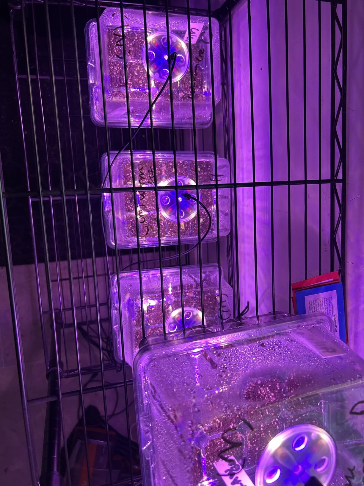 Bonviee Seed Starter Trays with 12-LED Grow Lights, Clear, 5 Pack | 5 Clear-base seedling Kits, 60 Cells, 12-LED Grow Light Per Tray, Vented Humidity Domes, Drainage Holes, 1-to-5 USB Cable customer photo 2
