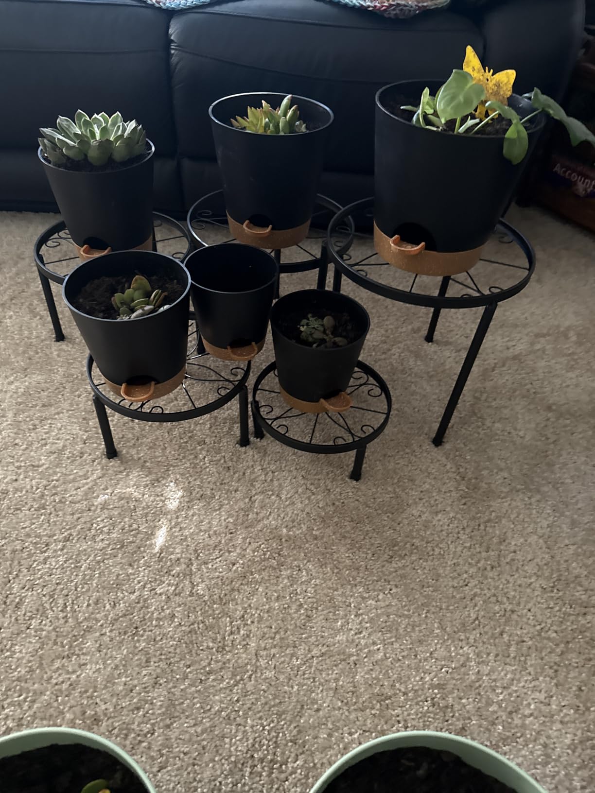 YNNICO Indoor Self Watering Planters with Drainage Holes and Saucers, 8, 7, 6.5, 6, 5.5, 5 Inches, Black, 6 Pots customer photo 2