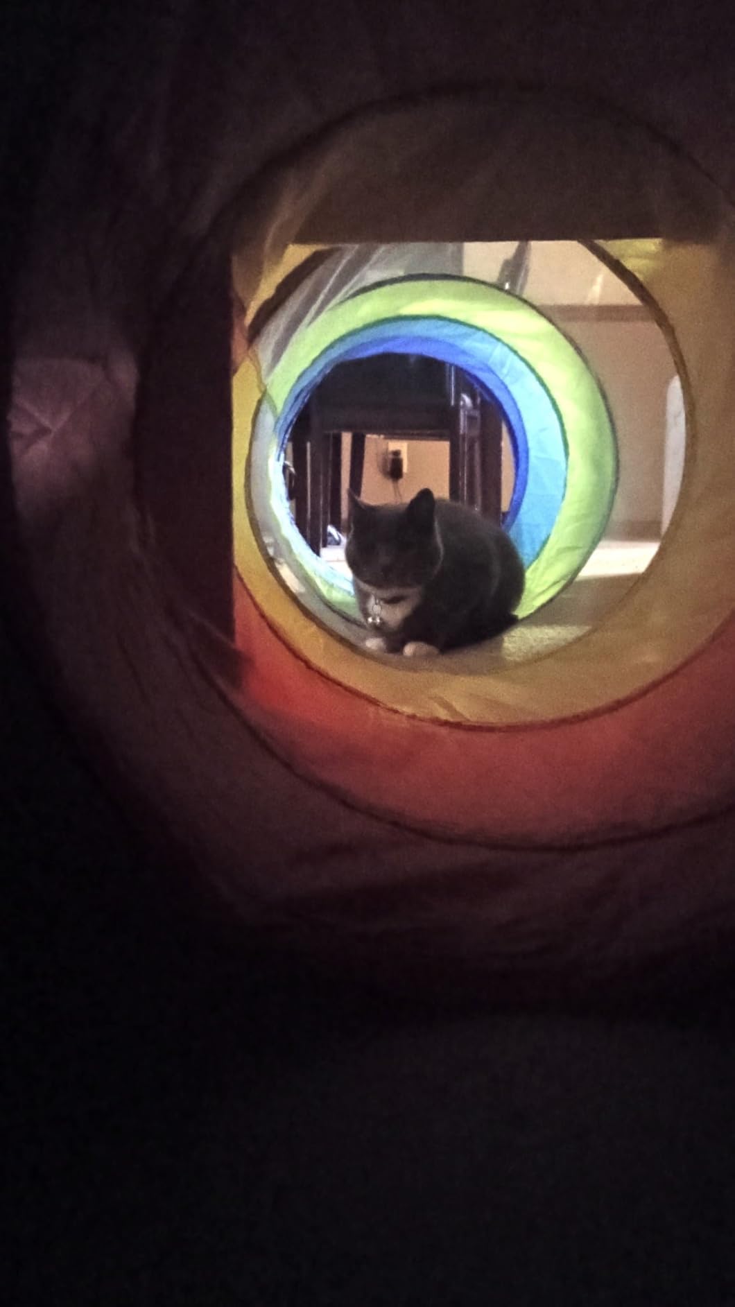 Kids Play Tunnel Set for Toddlers Double Tunnels for Indoor and Outdoor Fun | Pop-Up Crawl Tunnels for Babies, Toddlers, and Pets | Easy to Set Up, Store, and Transport | Durable and Breathable customer photo 1