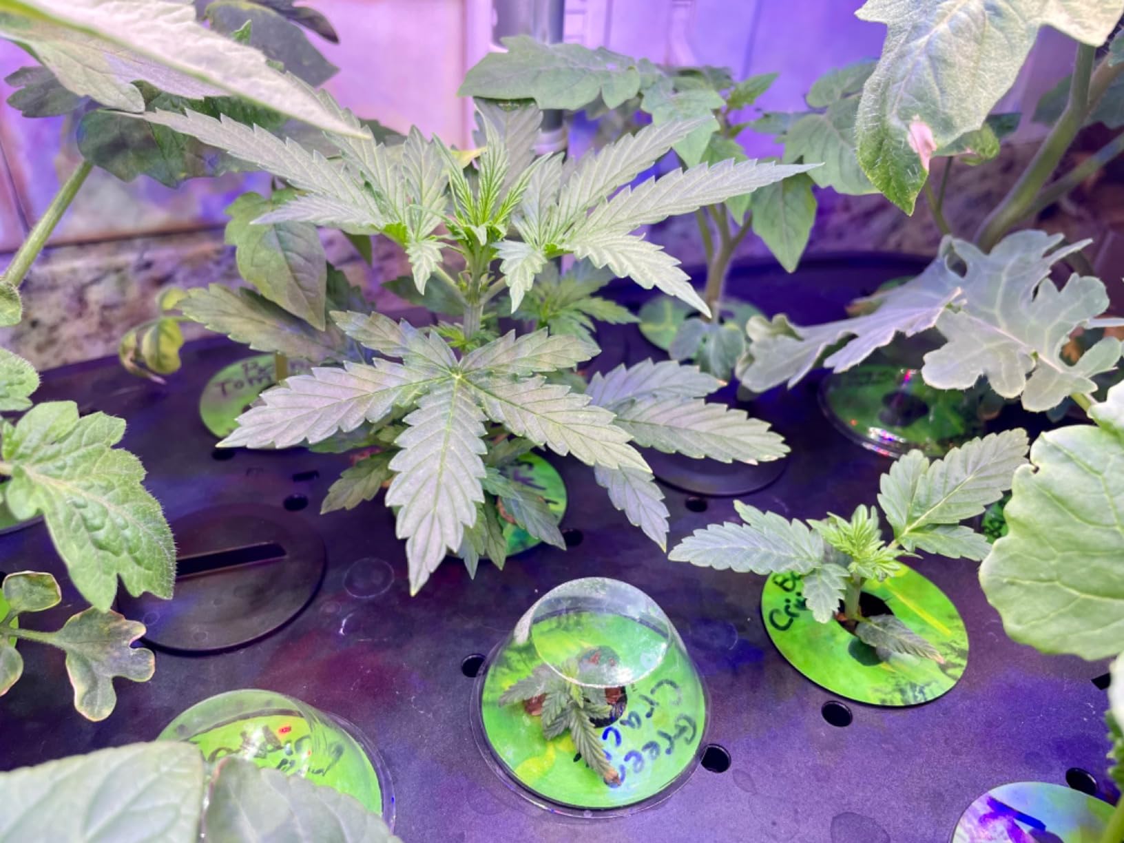 LetPot LPH-Max Hydroponics Growing System Kit, 21 Pods APP & WiFi Smart Indoor Garden customer photo 2