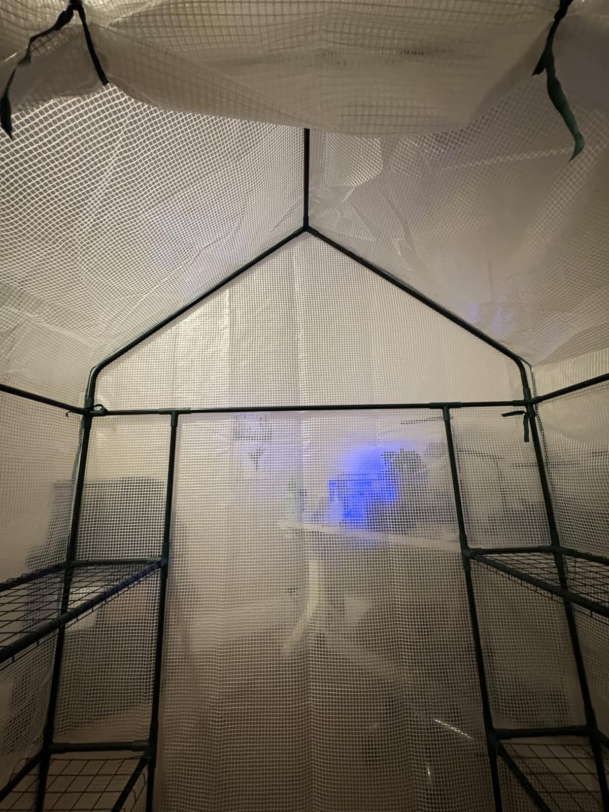 56x30x76 Walk-in Greenhouse for Outdoors, Portable Plant House with Shelves | White PE Cover, Three Shelf Levels on Each Side, Roll-Up Zipper Door, Steel Frame, Anchors and Ropes for Seedlings and Herbs customer photo 1