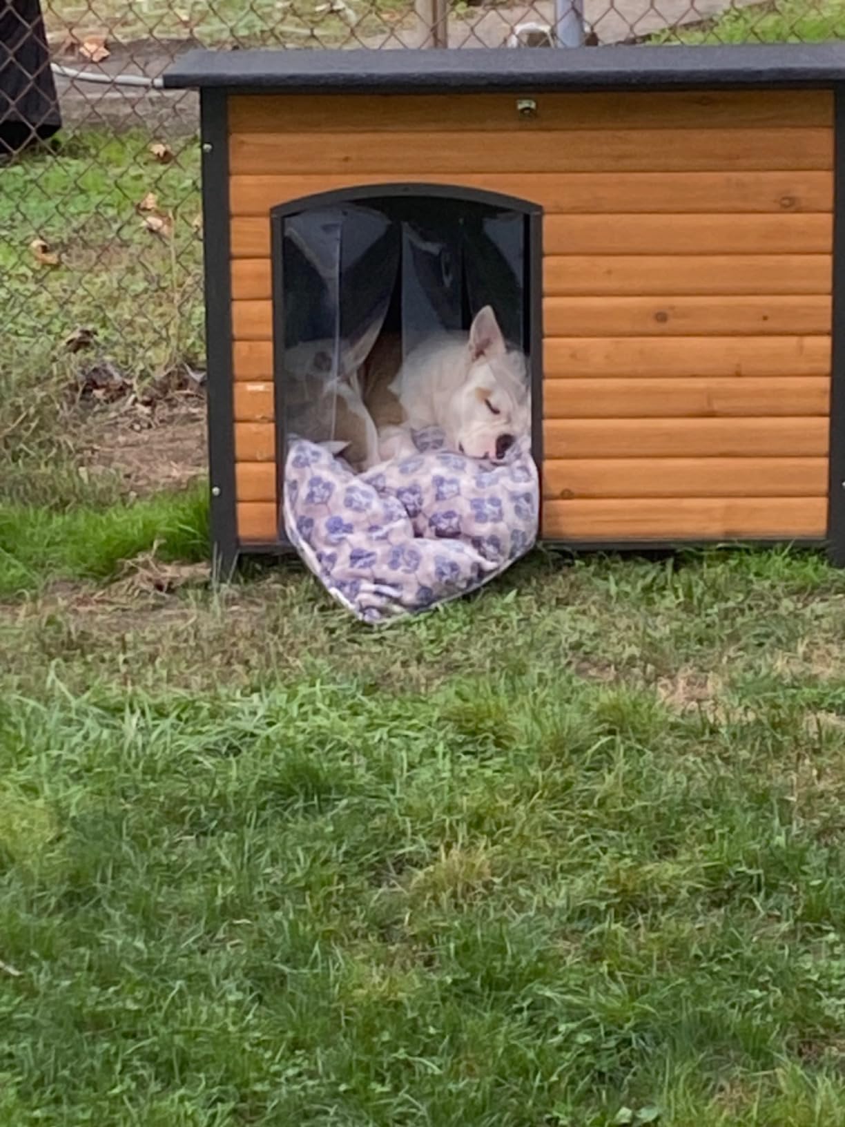 Aivituvin Heated Dog House Outdoor & Indoor Dog Kennel with Insulated Liner & Heating System for Winter Waterproof Large Dog Cage for Small & Medium & Large Dogs, Unique All-Around Iron Frame customer photo 1