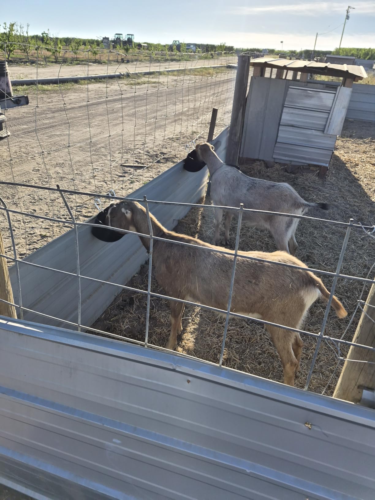 Goat Feeders Hanging, Chicken Waterer Feeder Trough for Poultry Livestock (6 * 3.5 Quart Black) customer photo 1