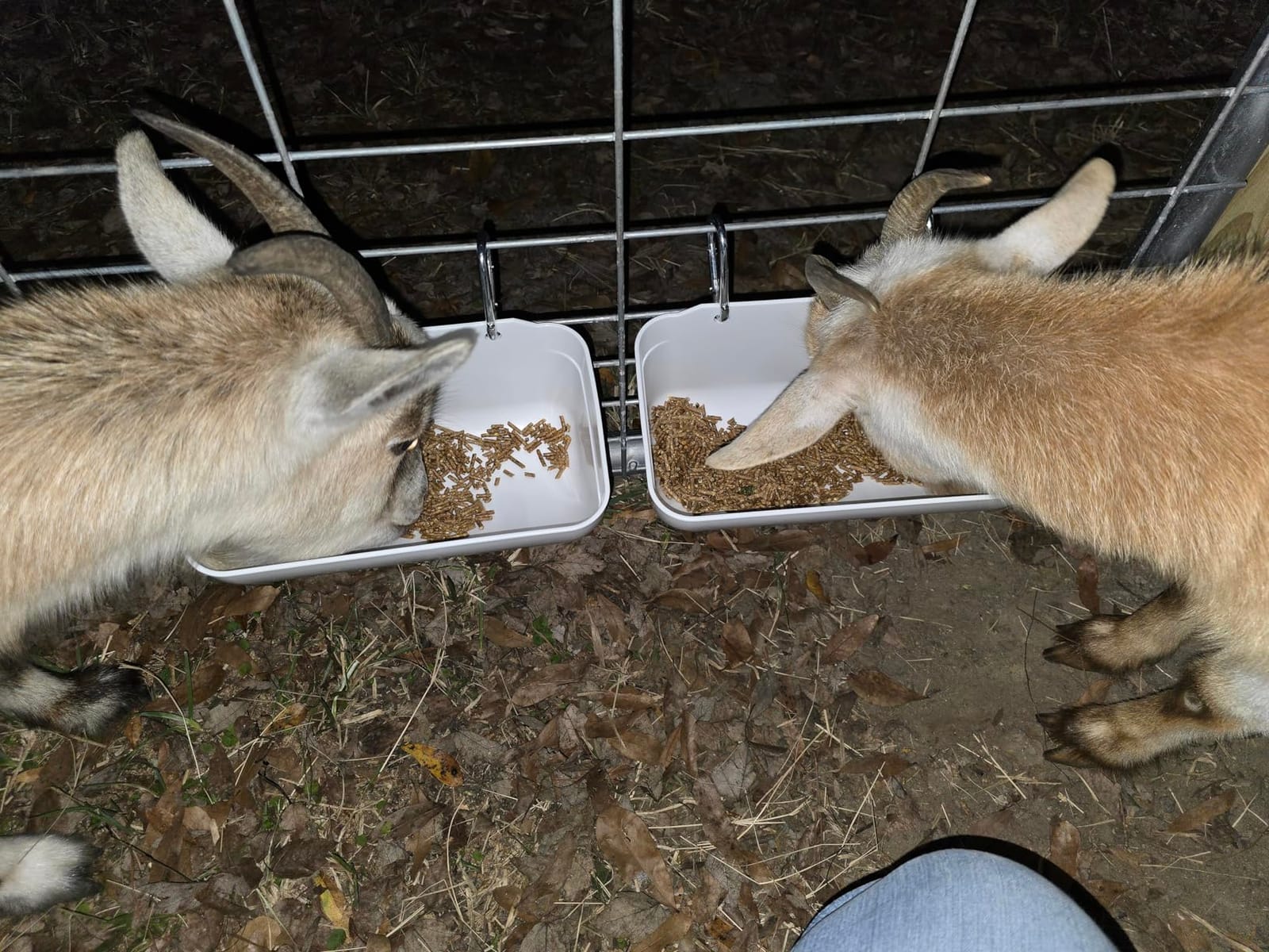 Goat Feeders Hanging, Chicken Waterer Feeder Trough for Poultry Livestock (6 * 3.5 Quart Black) customer photo 2