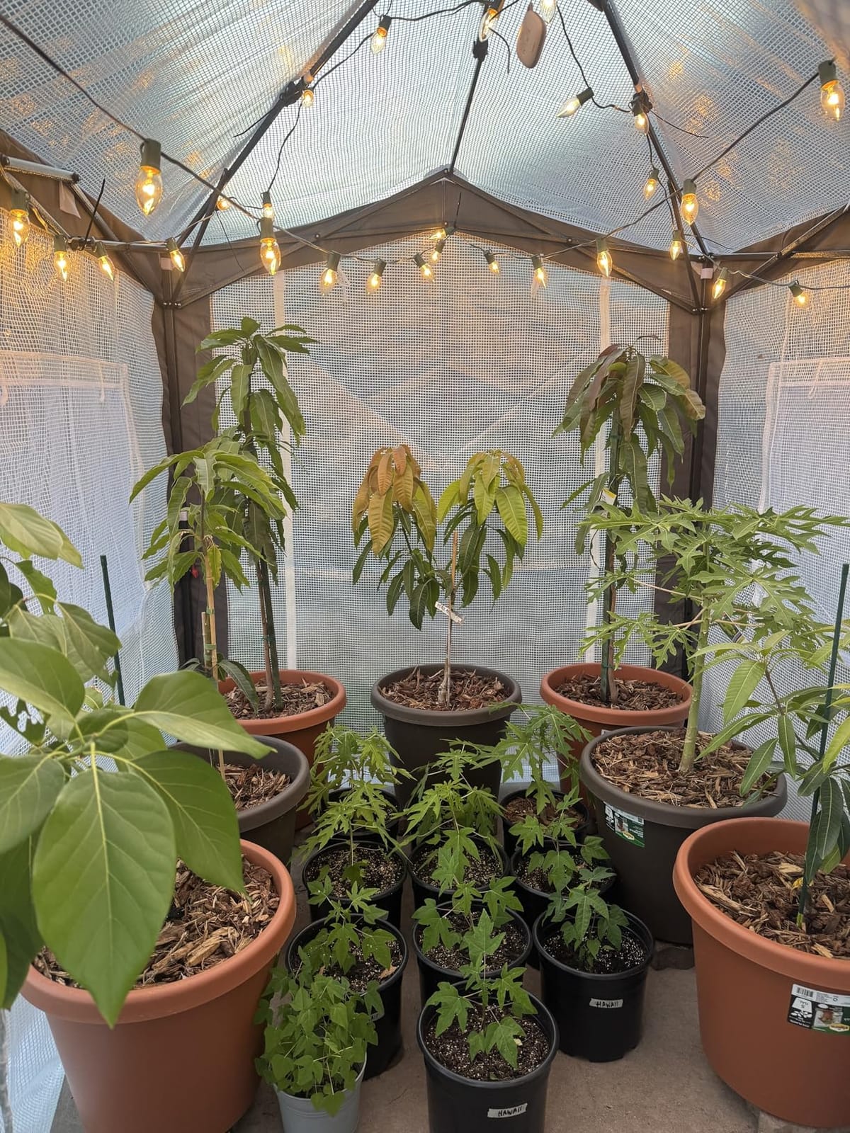EAGLE PEAK 8x6 Walk in Pop Up Greenhouse, Gray/White | Reinforced Corners, Pop Up Greenhouse for Winter, One Person Easy Setup PeakPush™ Center Lock, Zippered Doors & Mesh Windows customer photo 1