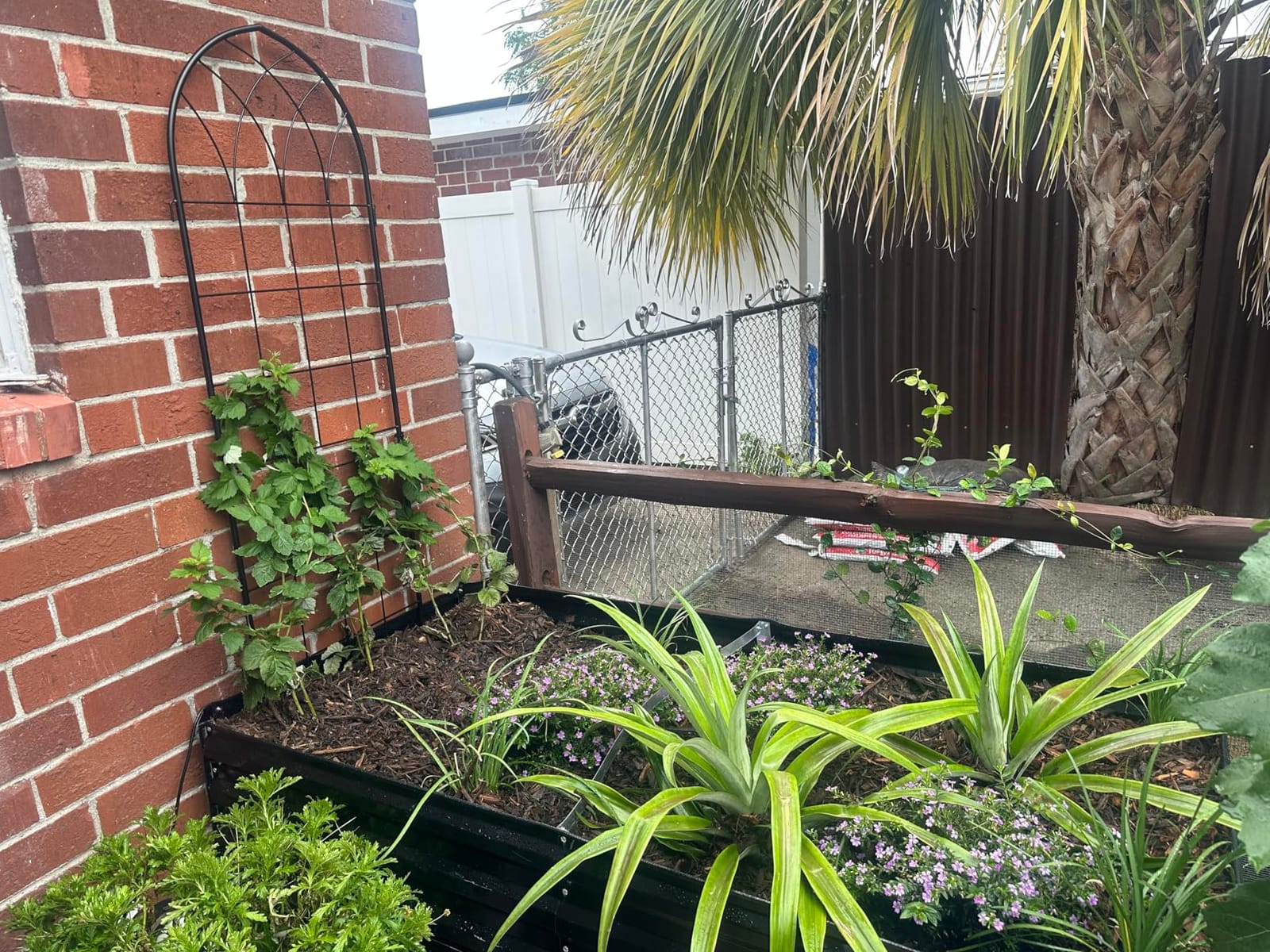 2 Pack 71x20in Rustic Iron Arch Decoration Garden Trellis with Black Metal Coating - Perfect for Supporting Climbing Plants Outdoor, Roses, Vines, Flowers, and Vegetables. customer photo 2