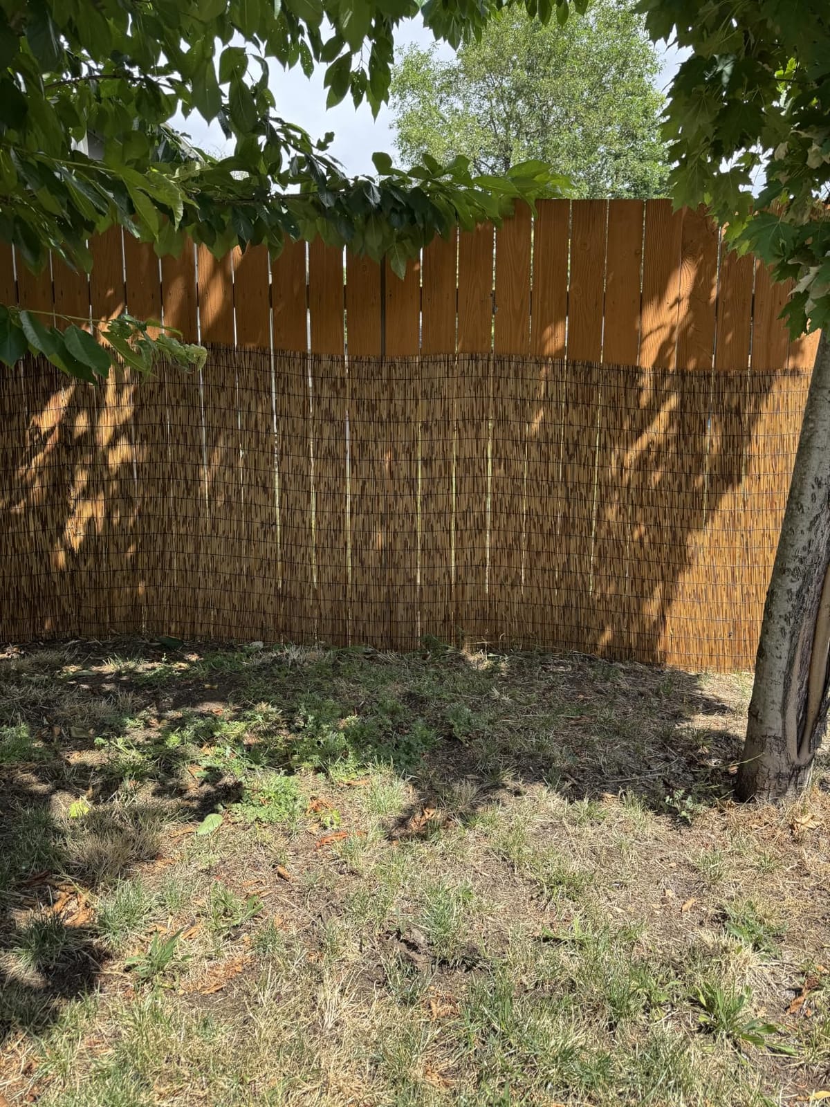 ZNCMRR Reed Fencing Rolls Natural Bamboo Fence 6 Feet High Privacy Screen Curtains Fence for Balcony Patio Garden Backyard Shades Outdoor 6FT X 16.4FT (Brown) customer photo 1