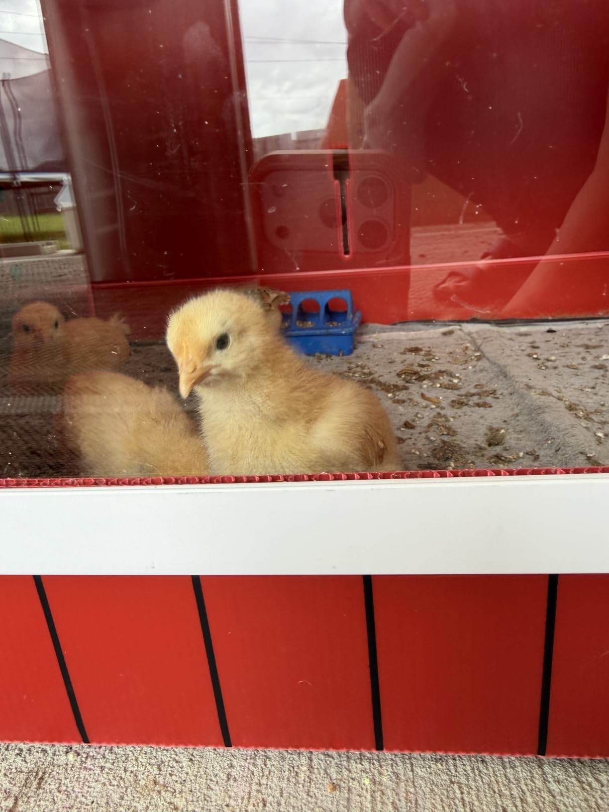 RentACoop Big Red Barn Chick Brooder customer photo 1
