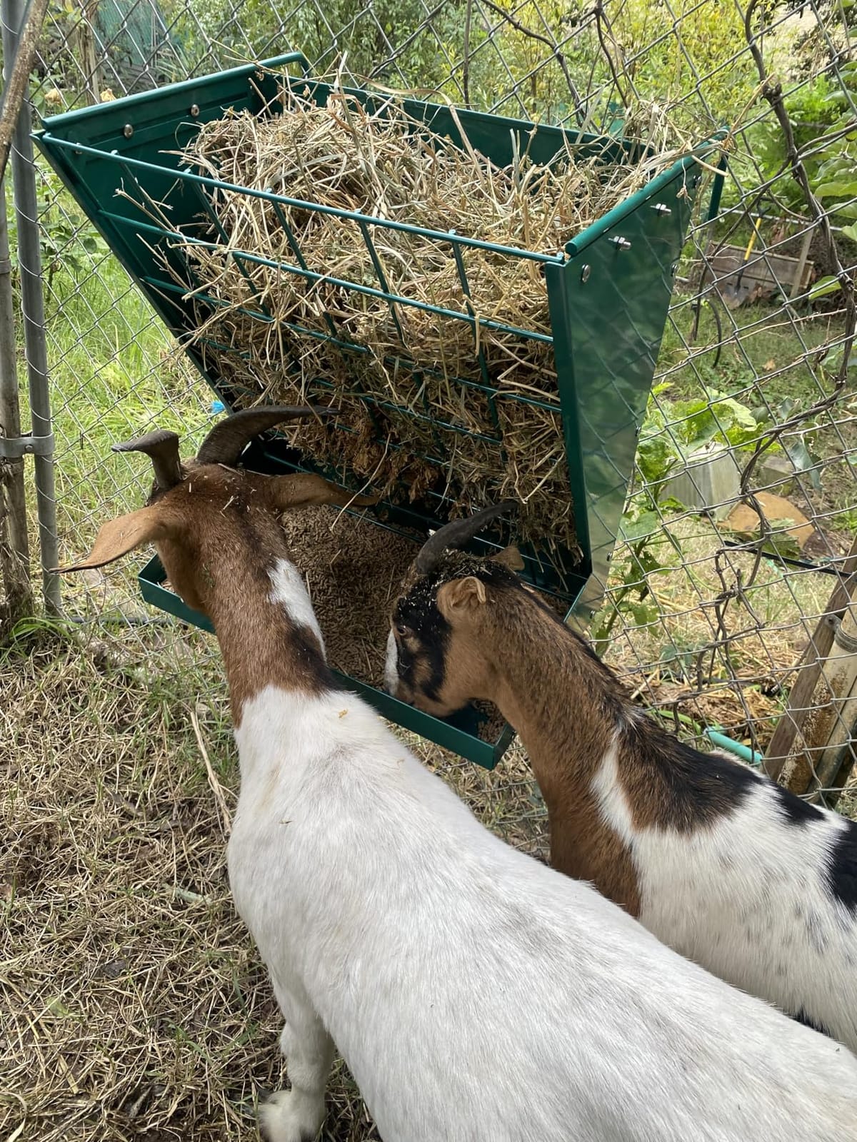 Wall Mount Hay Rack, Heavy-Duty Galvanized Metal 2 in 1 Hay and Grain Feeder, Livestock Feeder with Adjustable Distance, Hay Feeder for Goats, Sheep, Horse customer photo 1