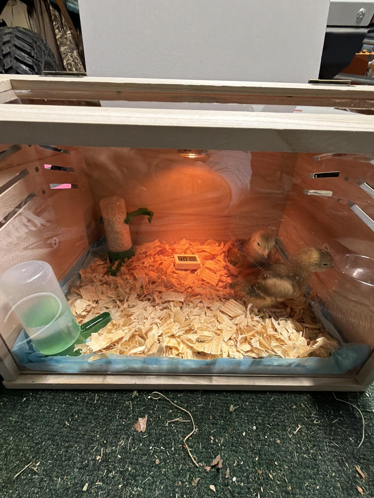Chicken Brooder Box for Chicks & Quail with 3 Absorbent Pads, Feeder and Waterer - Adjustable Temperature Control Brooding Box for Small Chicken Coop & Quail Cage (15.7x12x12 Inches) customer photo 1