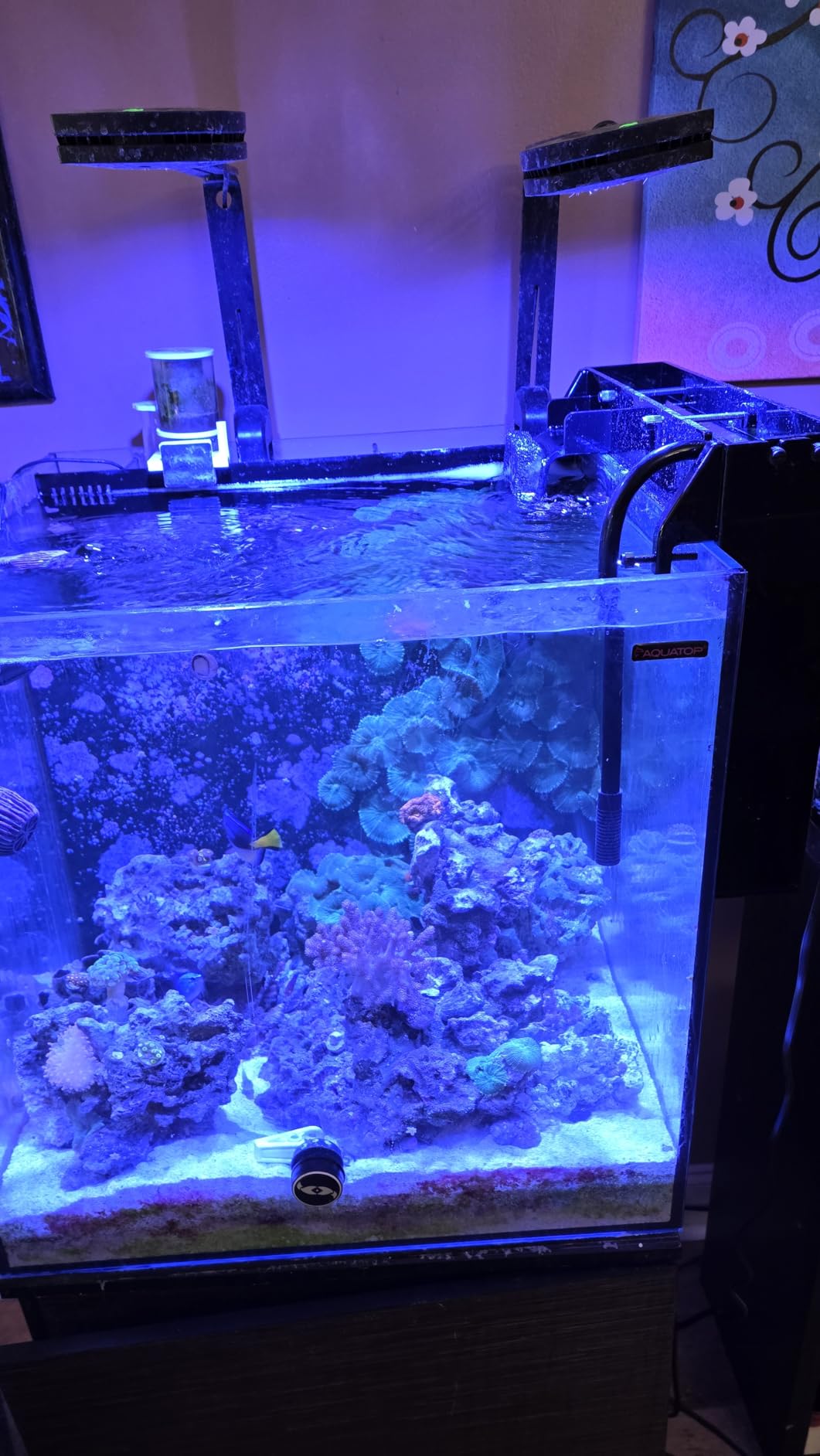 AquaReady HOB-R Hang On Back Refugium - Natural Macro Algae Filtration for Freshwater and Saltwater Aquariums customer photo 1