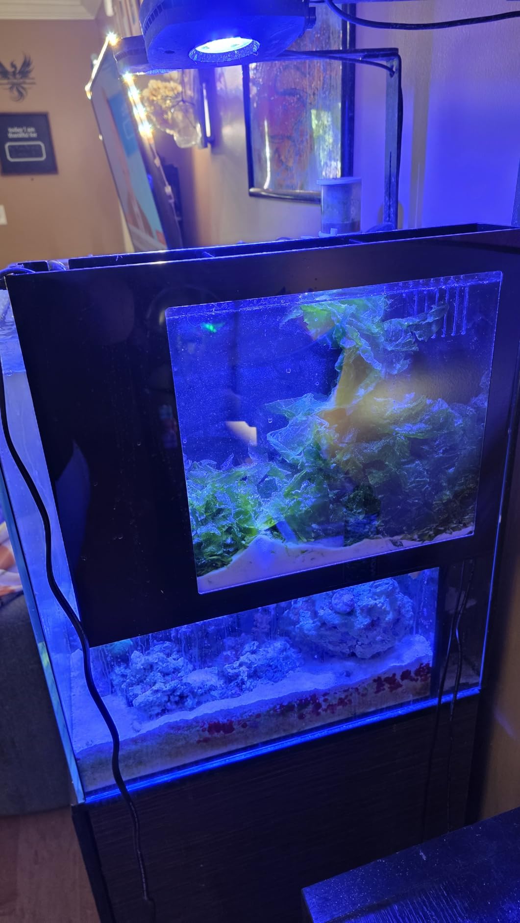AquaReady HOB-R Hang On Back Refugium - Natural Macro Algae Filtration for Freshwater and Saltwater Aquariums customer photo 2