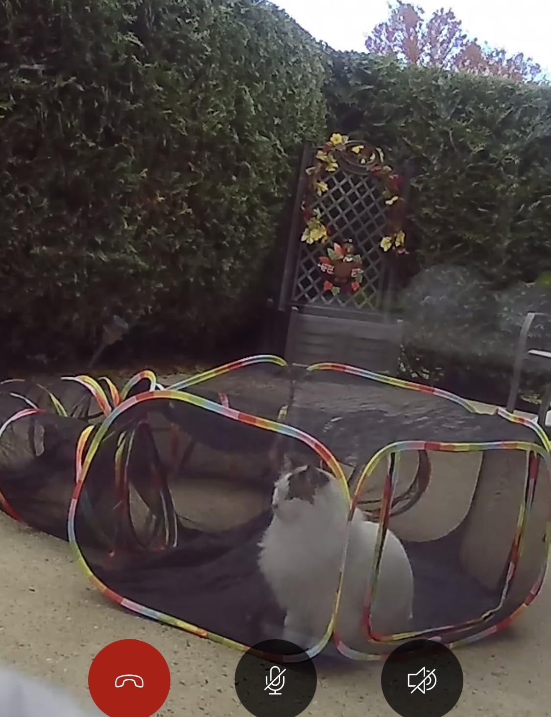 Outdoor Cat Enclosures, Cat Playground Portable Catio Mesh Tent, Outside Circle Playpen Tunnel for Kitty, Rabbit, Puppy and Small Animals customer photo 2