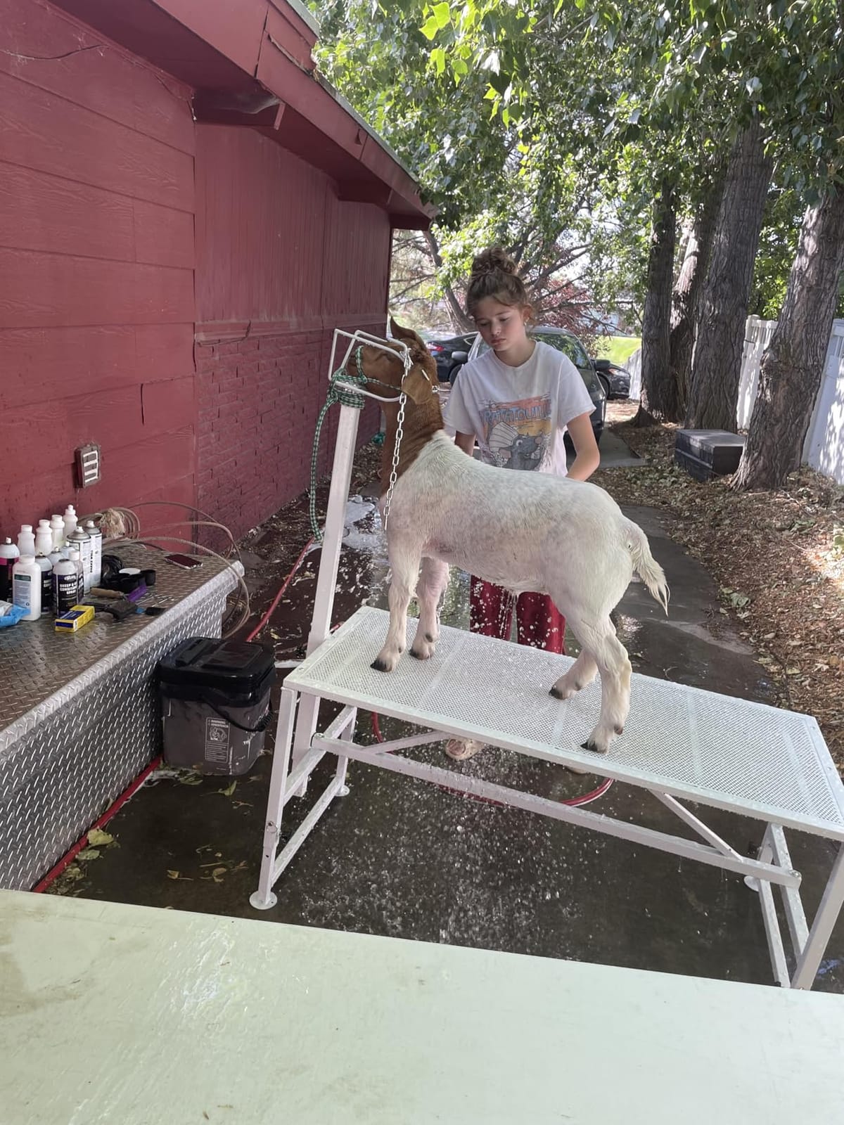 VEVOR Goat Milking Stand - Deluxe Adjustable 51x23 inch Premier Metal Livestock Stand, Durable Headpiece and Nose Loop, Height Adjustable 21