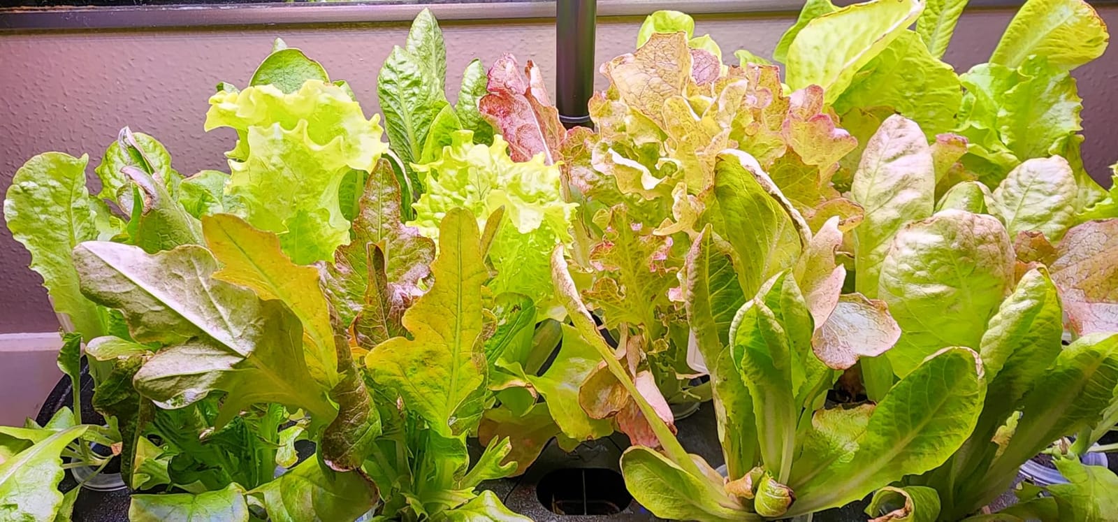 Growell Hydroponics Growing System Kit, 16 Pods Indoor Garden with 28W Full Spectrum LED Grow Light customer photo 2