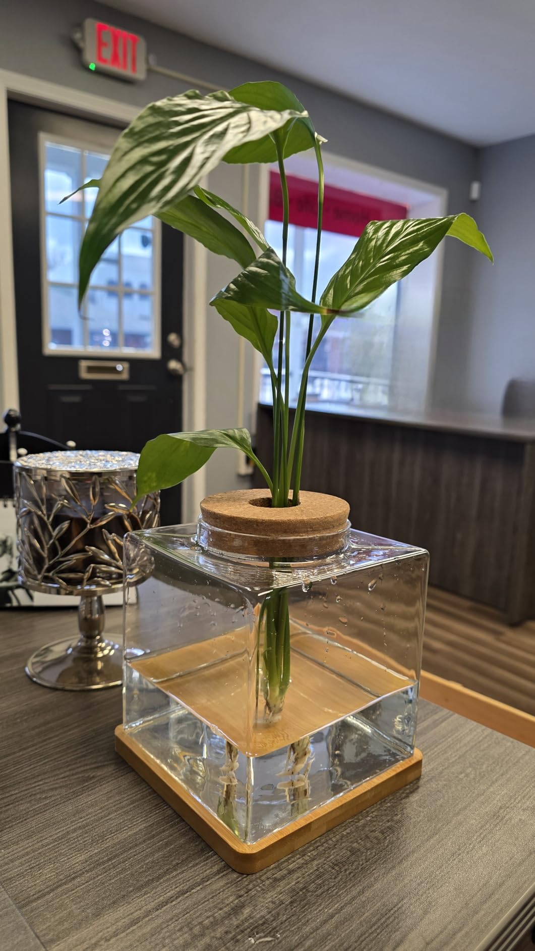 Desktop Betta Fish Bowl Glass with Wood Lid and Bamboo Stand Small Fish Bowl Hydroponic Plant Terrarium Aquarium Starter Kit 0.5 Gallon customer photo 1