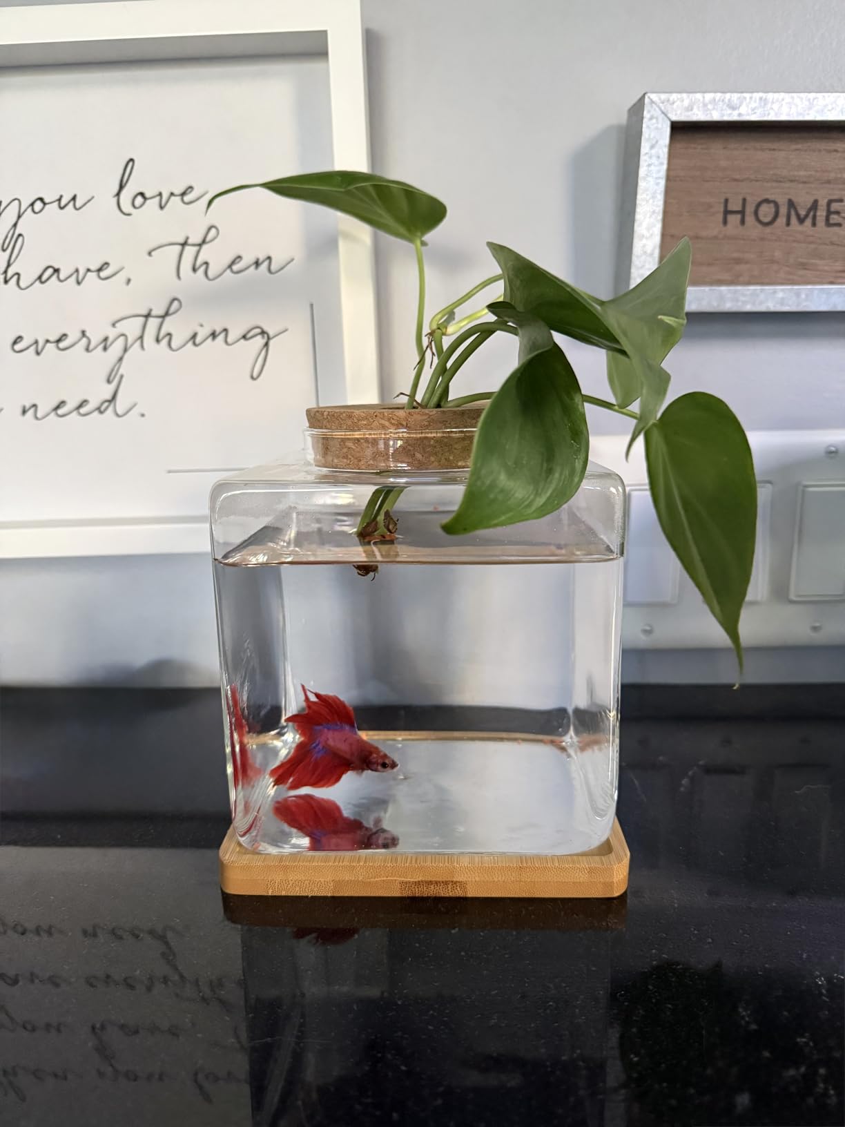Desktop Betta Fish Bowl Glass with Wood Lid and Bamboo Stand Small Fish Bowl Hydroponic Plant Terrarium Aquarium Starter Kit 0.5 Gallon customer photo 2