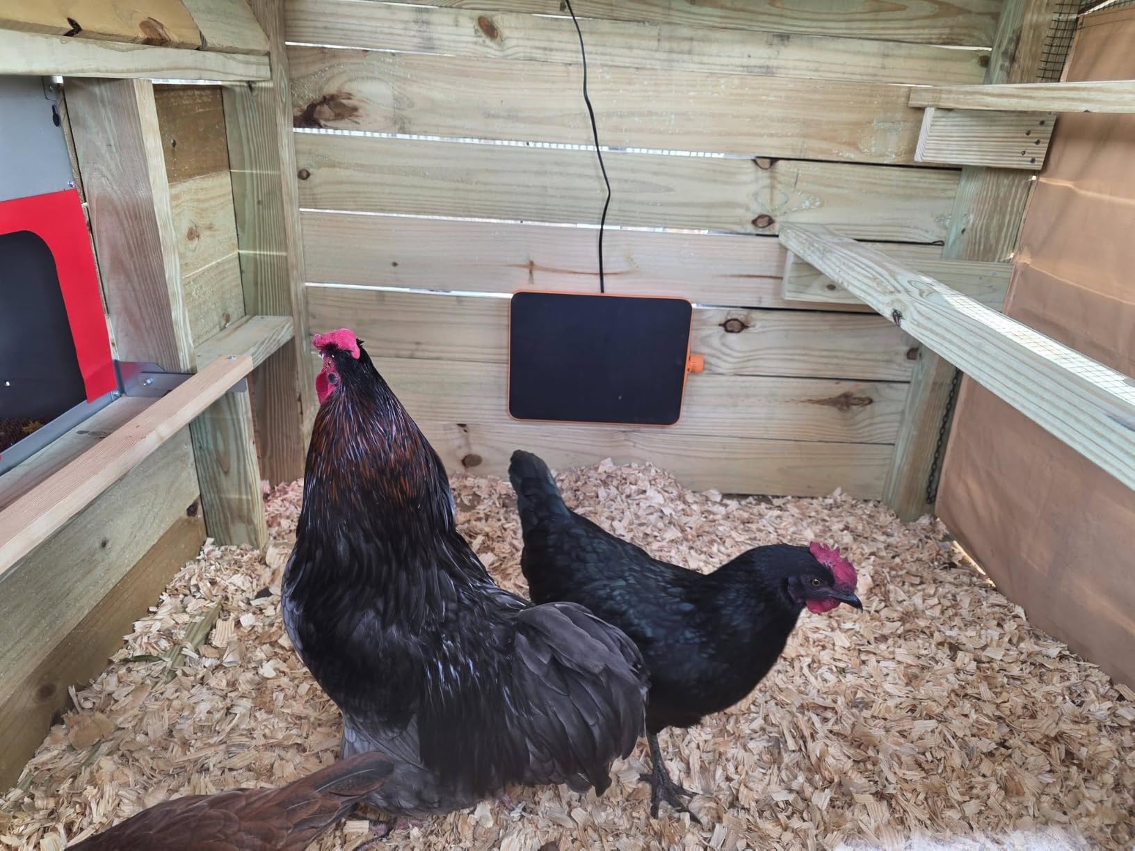 Smart Chicken Coop Heater, 200W Radiant Heat Panel with Temperature Sensor | One Heater for Chicks & Adult Chickens, 70-190℉ Adjustable Range, Flat, Standing and Wall-Mount Modes for Every Growth Stage customer photo 2