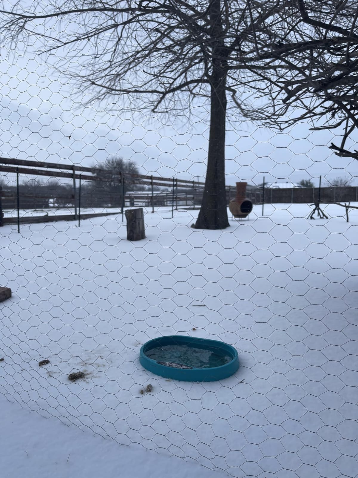 Heated Water Bowl for Chicken, 125OZ Water Heater for Hens Goose Duck | Heated Chicken Waterer, Large Capacity Poultry Outdoor Drinker in Winter customer photo 1