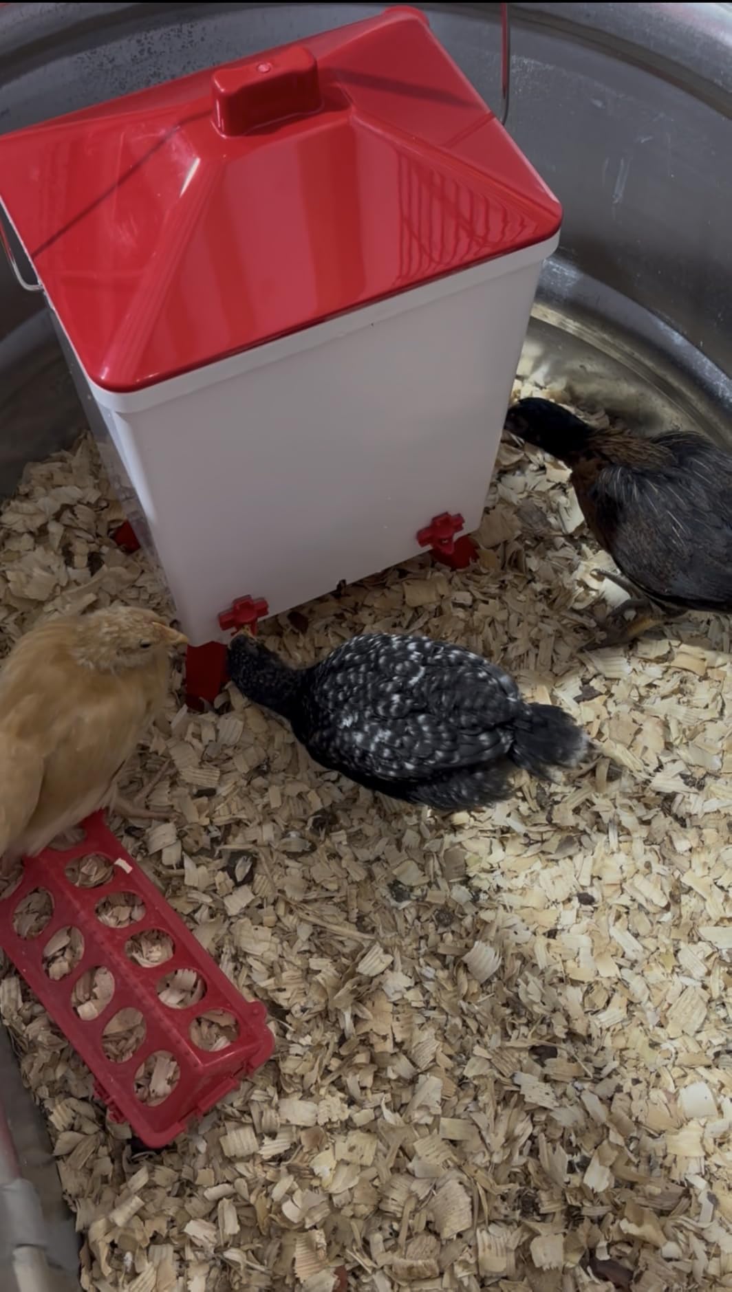 3.6 Gal Chicken Waterer with 4 Water Nipples - 3 Height Adjustable | Anti-roost Cone and Locking Legs Design, Leak-Proof Side Mount Nipples for Backyard Flock customer photo 1