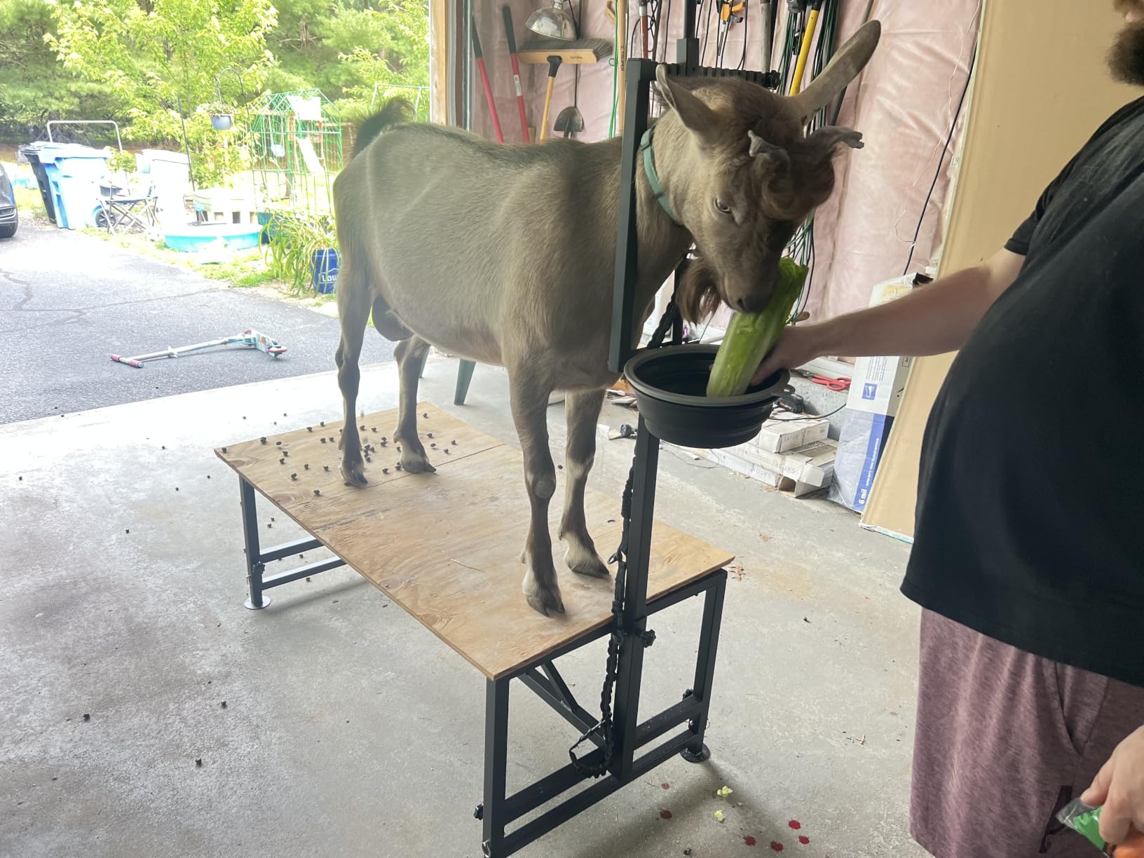 600 LBs Goat Stand with Feed Bin, Goat Milking Stand for Sheep Trimming and Milking, Hoof Trimming Stand Adjustable Size, with Feeder, Iron Blue customer photo 2