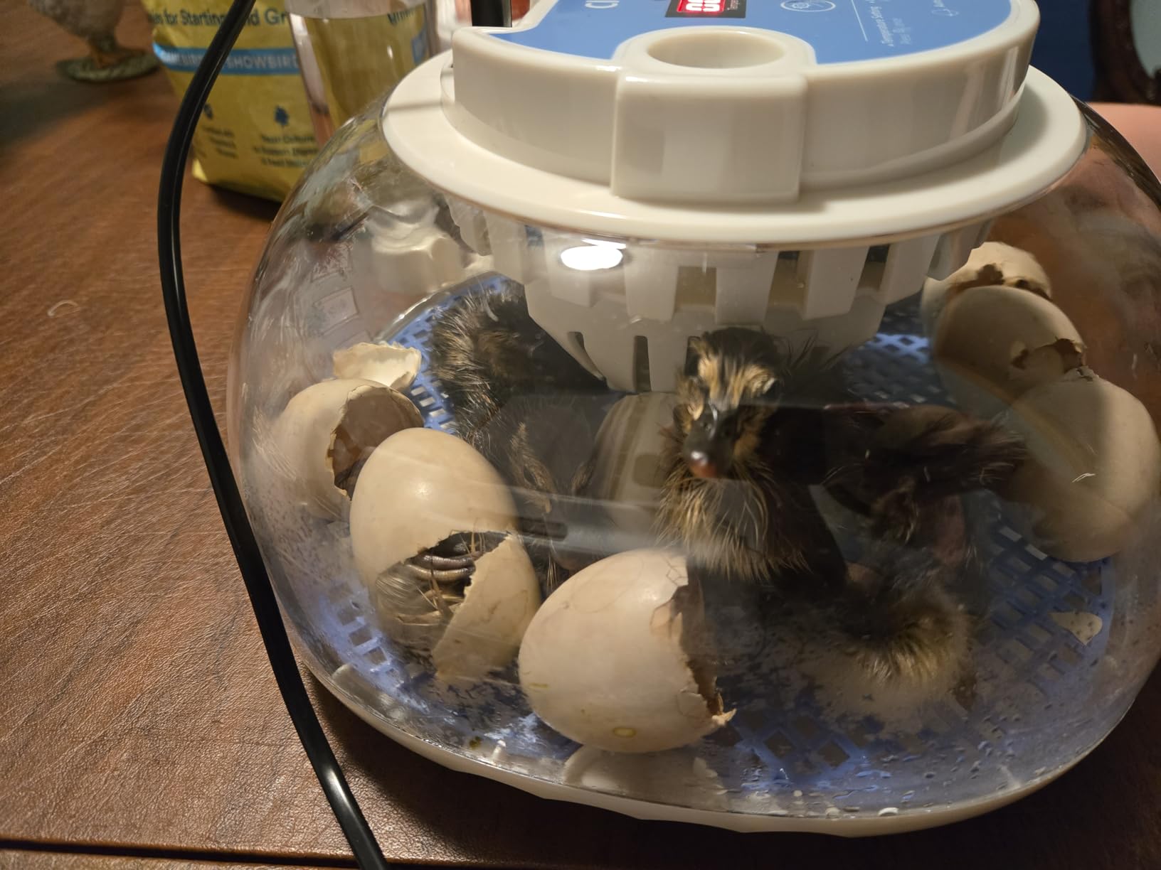 12 Egg Incubators for Hatching Eggs, Auto Turning, Temp & Humidity Control, Auto Egg Turning, Auto Water Refill, 360° Viewing Window, Built-in Egg Candler & Air Vents customer photo 2