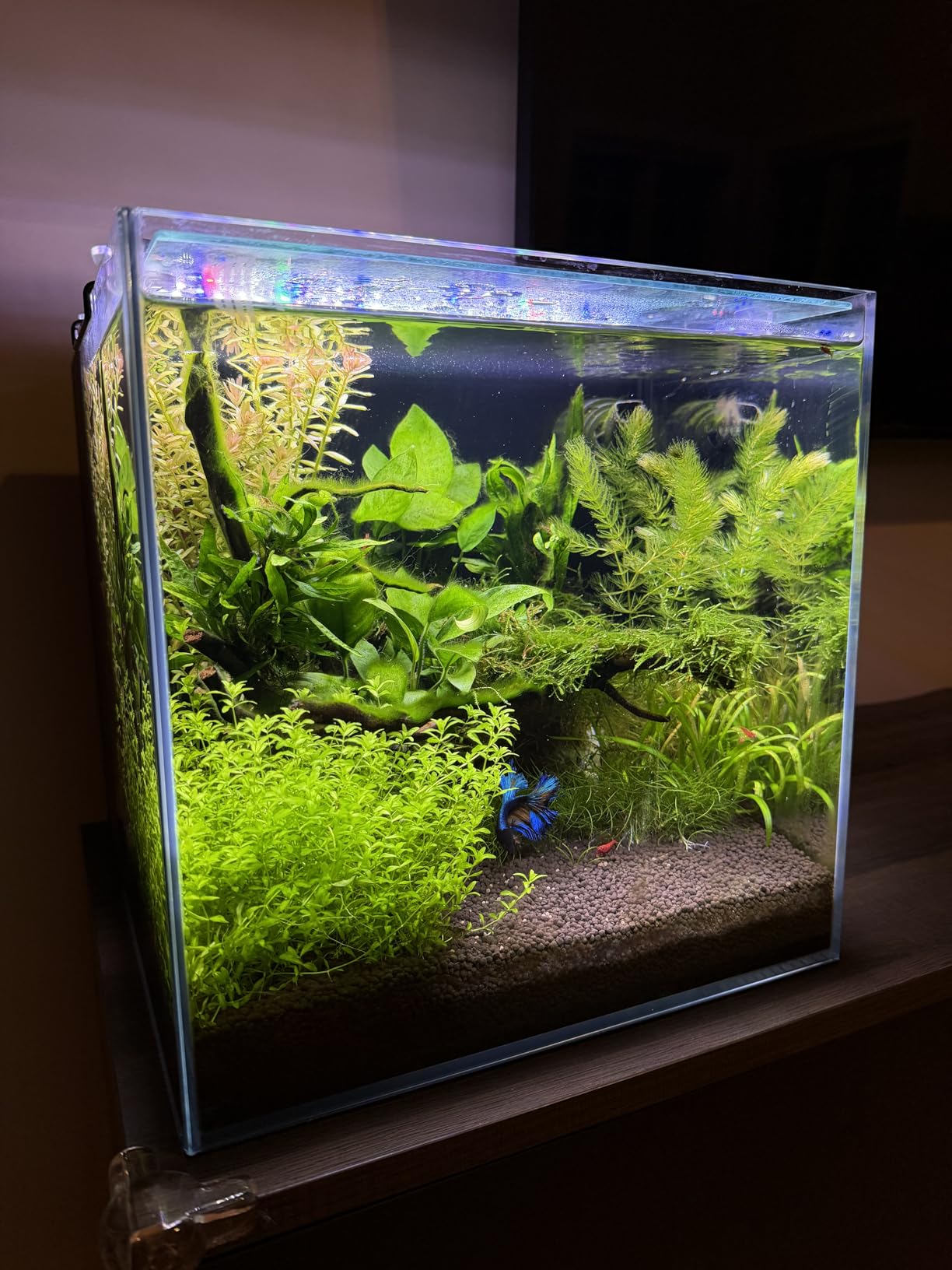 Coralland 8-Gallon Saltwater Aquarium - Ultra Clear Low Iron Glass, 45-degree Angled Joint Design, Crystal Clear Viewing, Perfect for Marine Fish and Reef Tanks and Freshwater customer photo 1