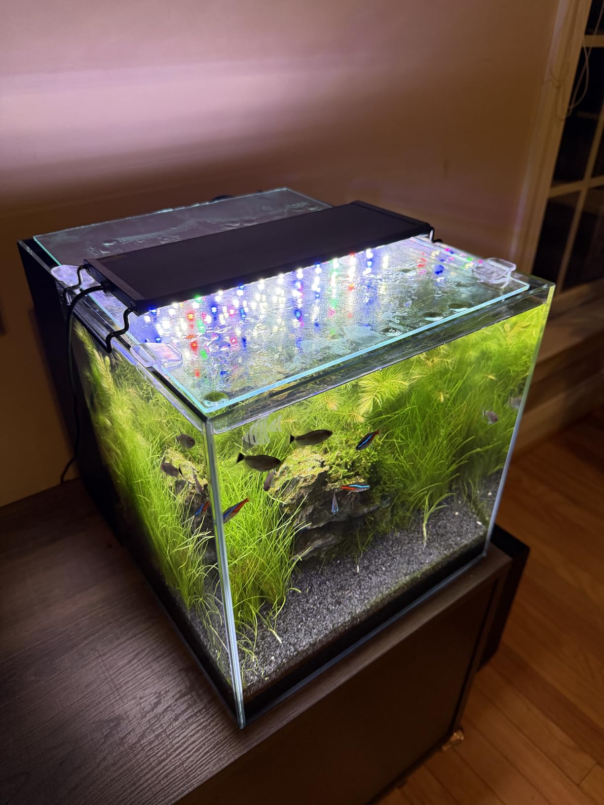 Coralland 8-Gallon Saltwater Aquarium - Ultra Clear Low Iron Glass, 45-degree Angled Joint Design, Crystal Clear Viewing, Perfect for Marine Fish and Reef Tanks and Freshwater customer photo 2