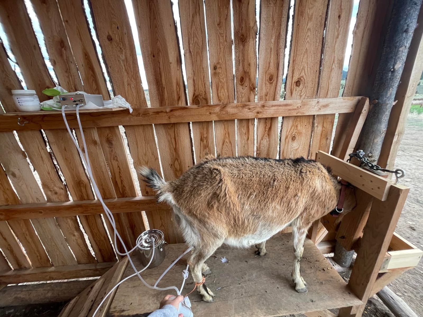7L Goat Milking Machine, Rechargeable & Adjustable Suction Electric Milker customer photo 1