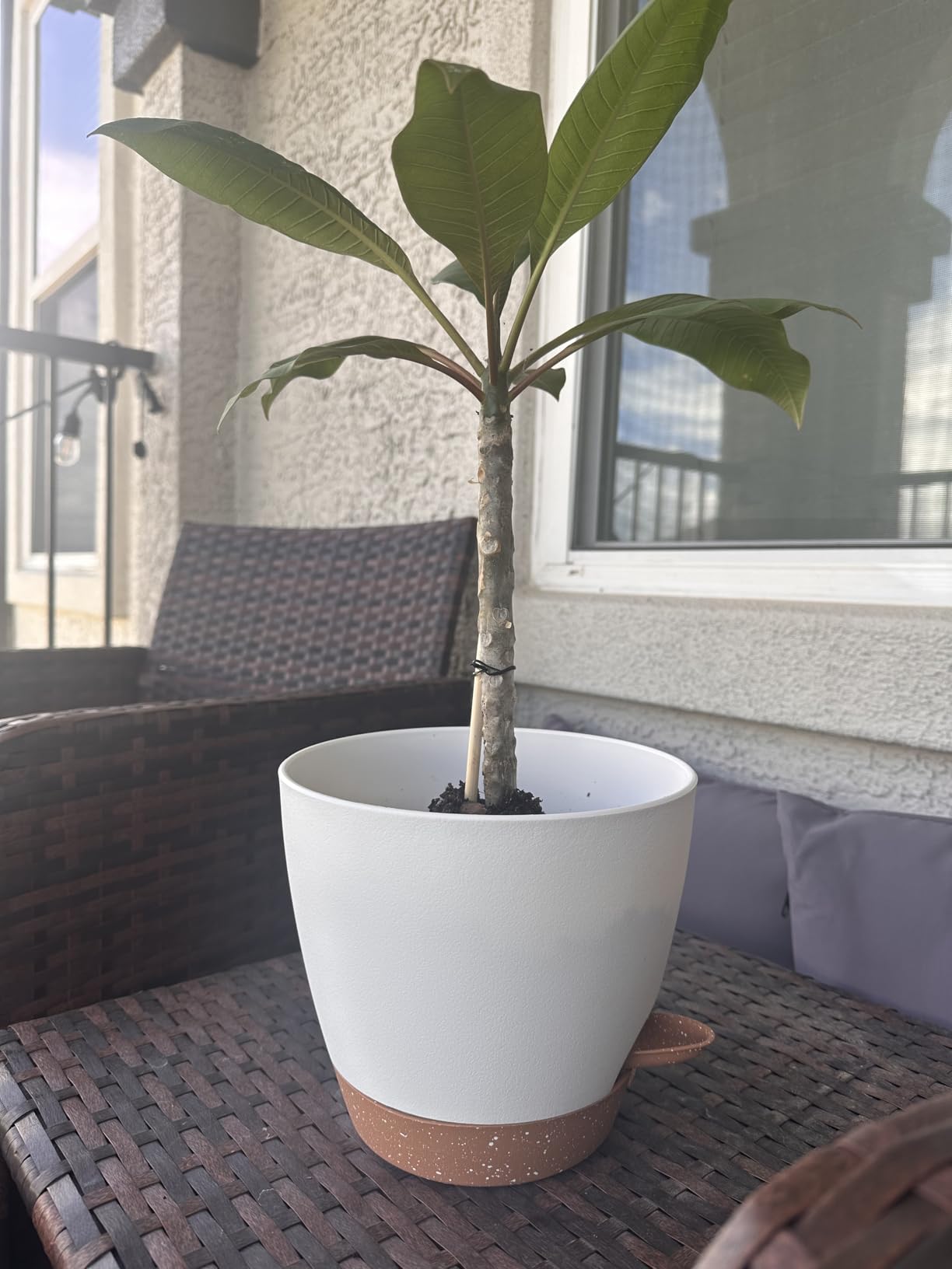 2 Pack 8 Inch Pots for Plants Indoor, Plastic Self Watering Planters | Drainage Holes, Water Level Indicator & Deep Reservoir, Decorative Flower Pots customer photo 2