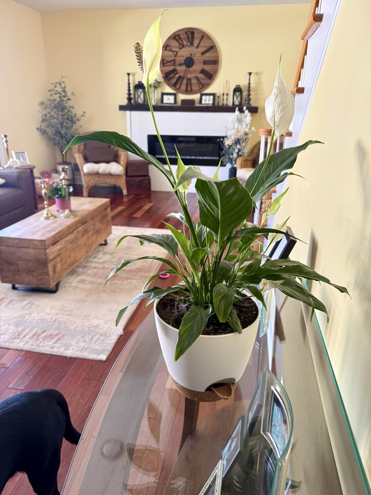 8/10/12 Inch Self Watering Pots for Indoor/Outdoor Plants | Large Plastic Planter with Drainage Holes, Water Level Indicator & Deep Reservoir customer photo 1