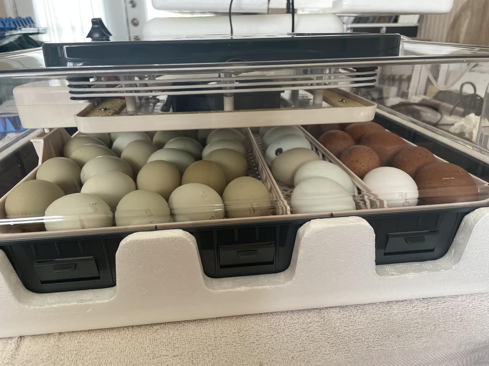 Sailnovo 56 Egg Incubator for Hatching Eggs with Automatic Egg Turning and Auto Humidification, Temperature Control, Egg Candler, Incubator for Chicken Eggs, Gray customer photo 1