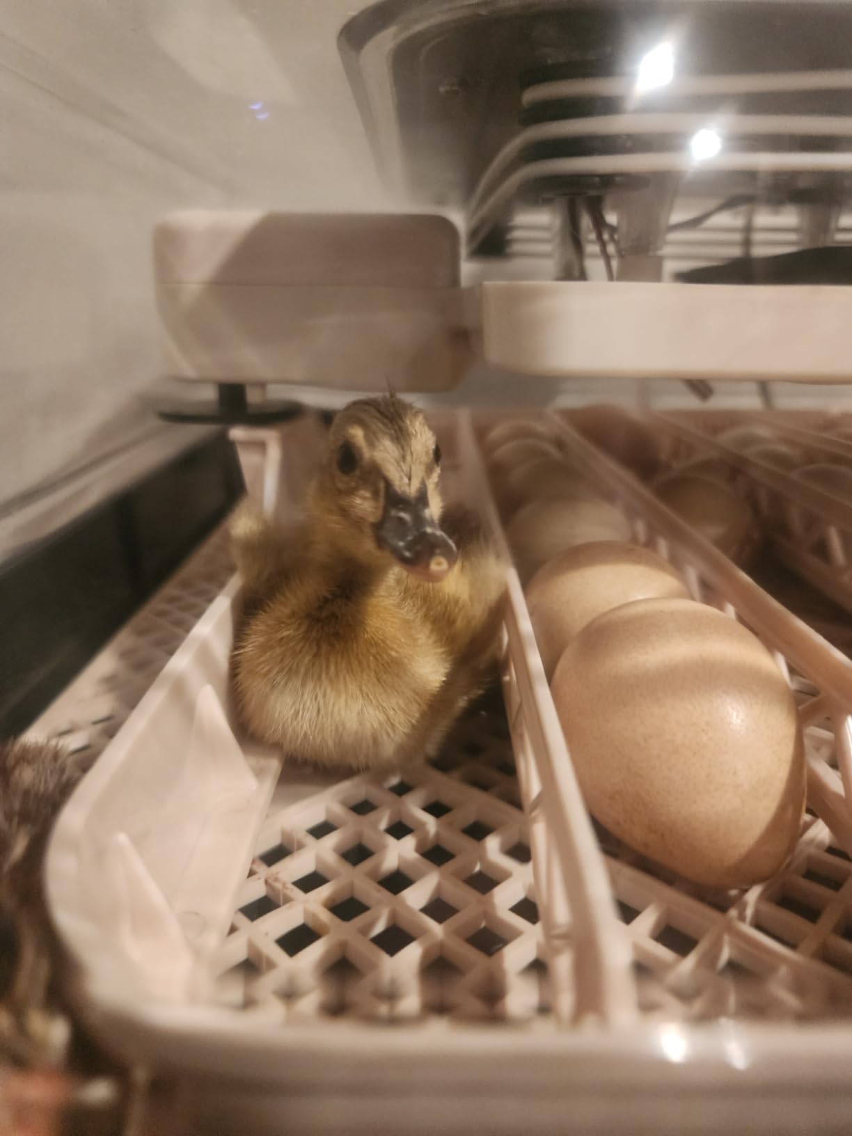 Sailnovo 56 Egg Incubator for Hatching Eggs with Automatic Egg Turning and Auto Humidification, Temperature Control, Egg Candler, Incubator for Chicken Eggs, Gray customer photo 2