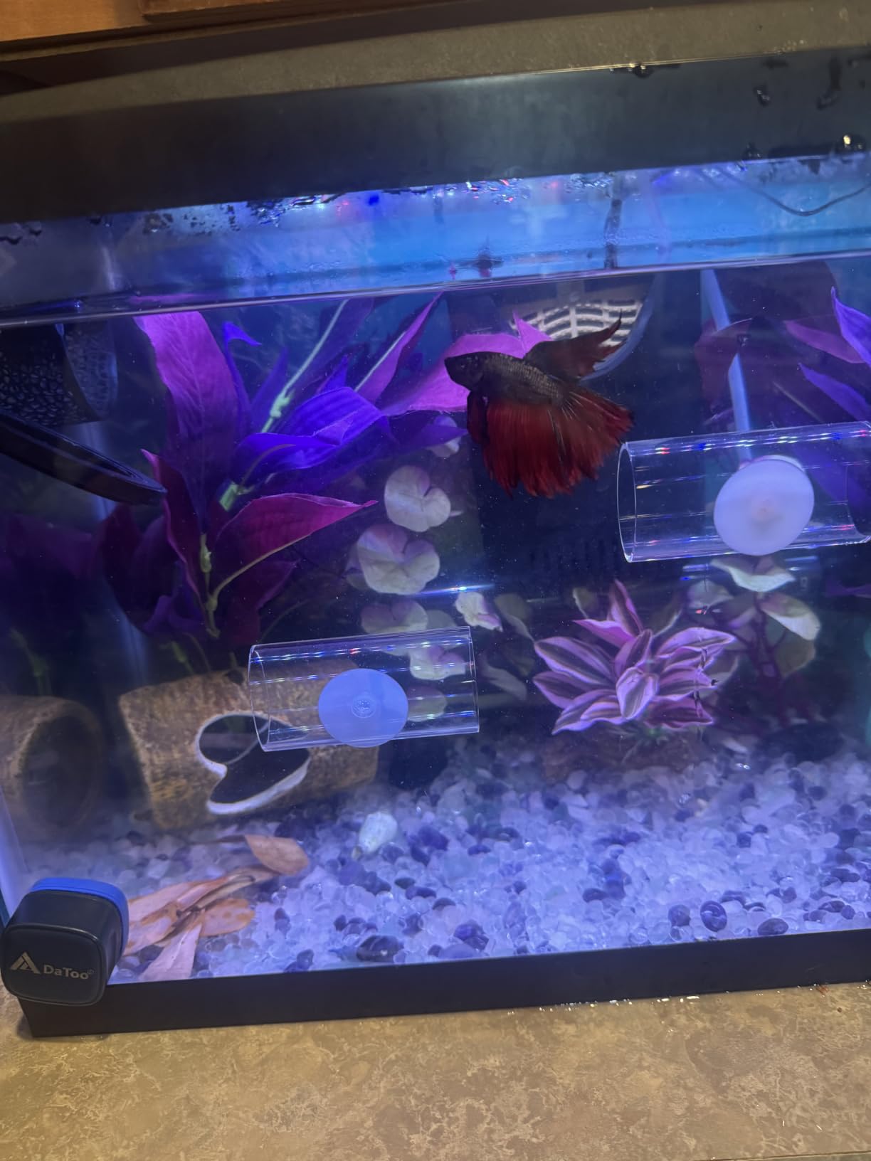 Aqueon Aquarium Starter Kit with Smart Clean Filtration and LED Lighting, Freshwater and Saltwater Fish, Perfect for Tetras, Guppies, Platies, 10-Gallon customer photo 2